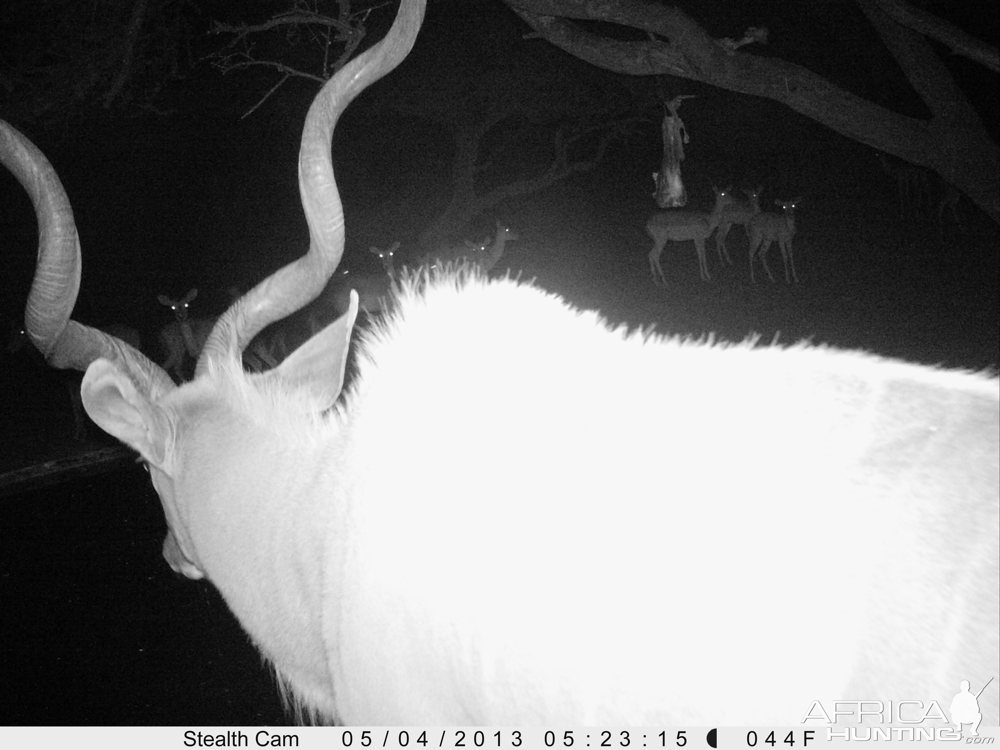 Greater Kudu Trail Camera