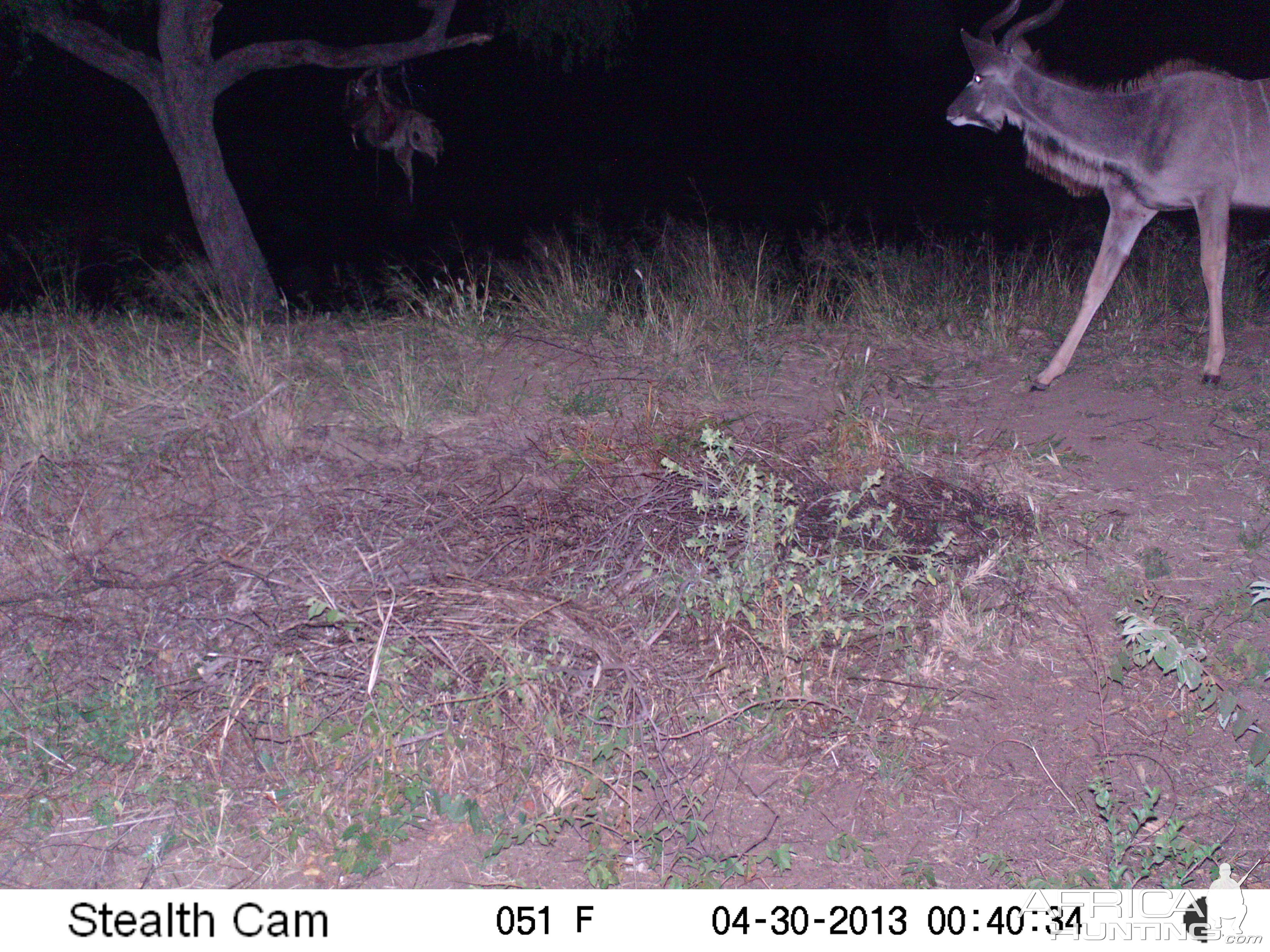 Greater Kudu Trail Camera