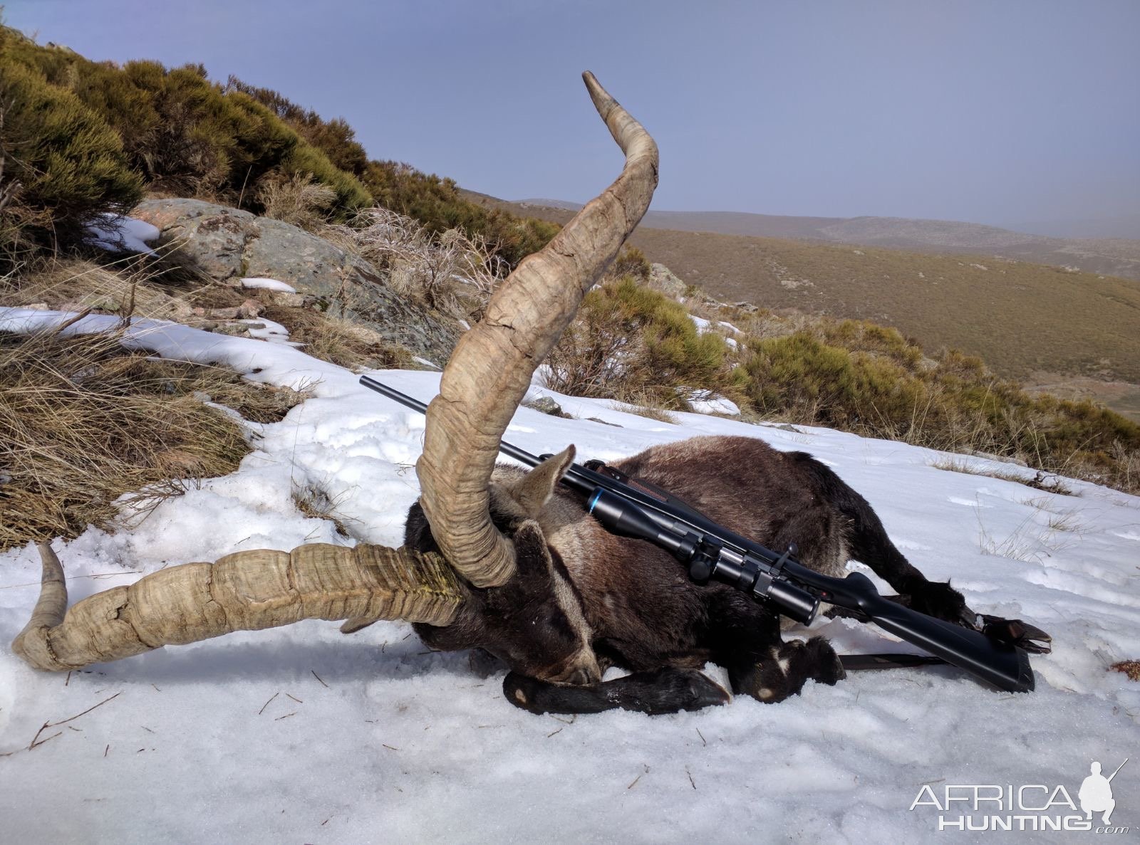 Gredos Ibex