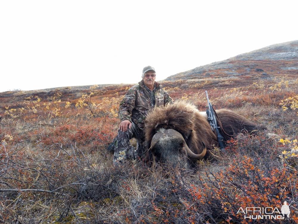 Greenland Hunt Muskox