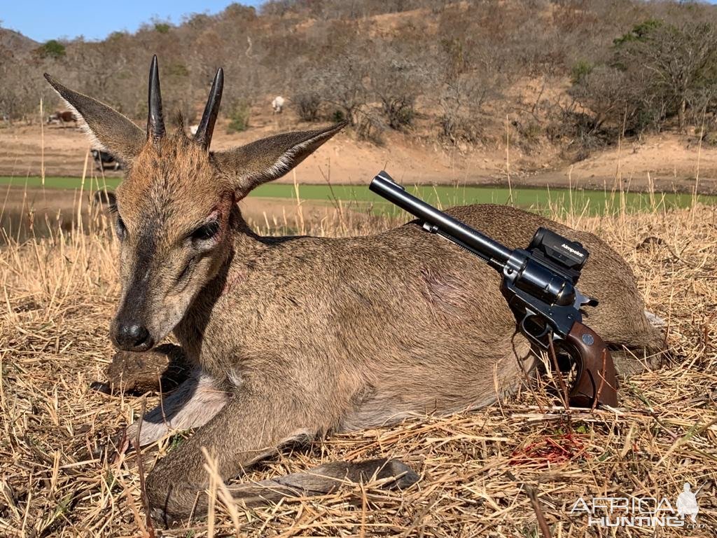 Grey Duiker Handgun Hunt