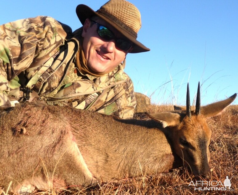 Grey Duiker