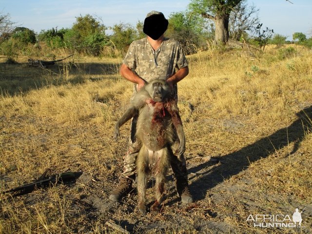 Grey-Footed Chacma Baboon Hunt