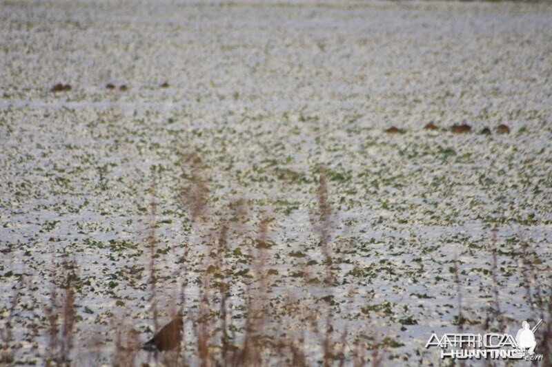 Grey Partridge coveys in the winter