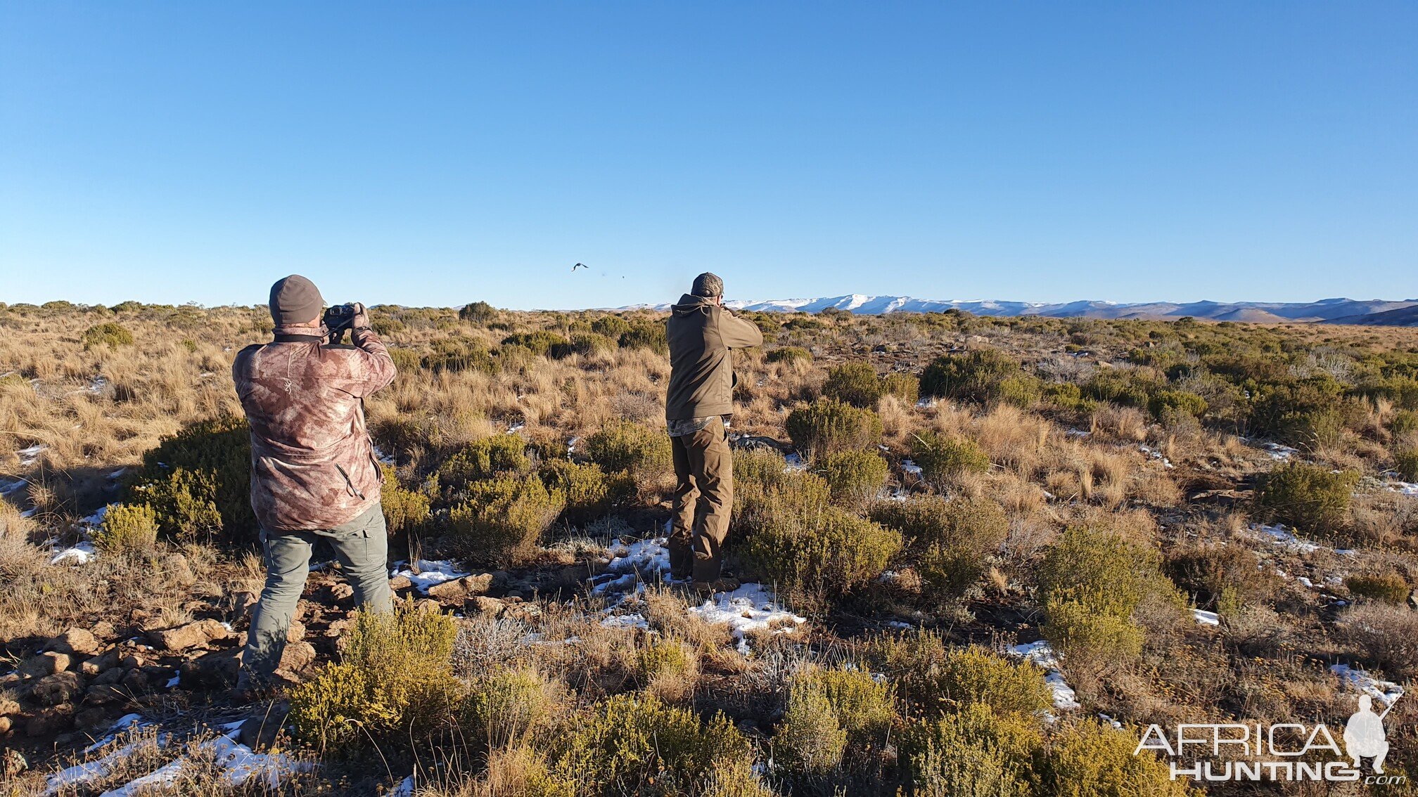 Grey-Winged Francolin Hunt Eastern Cape South Africa