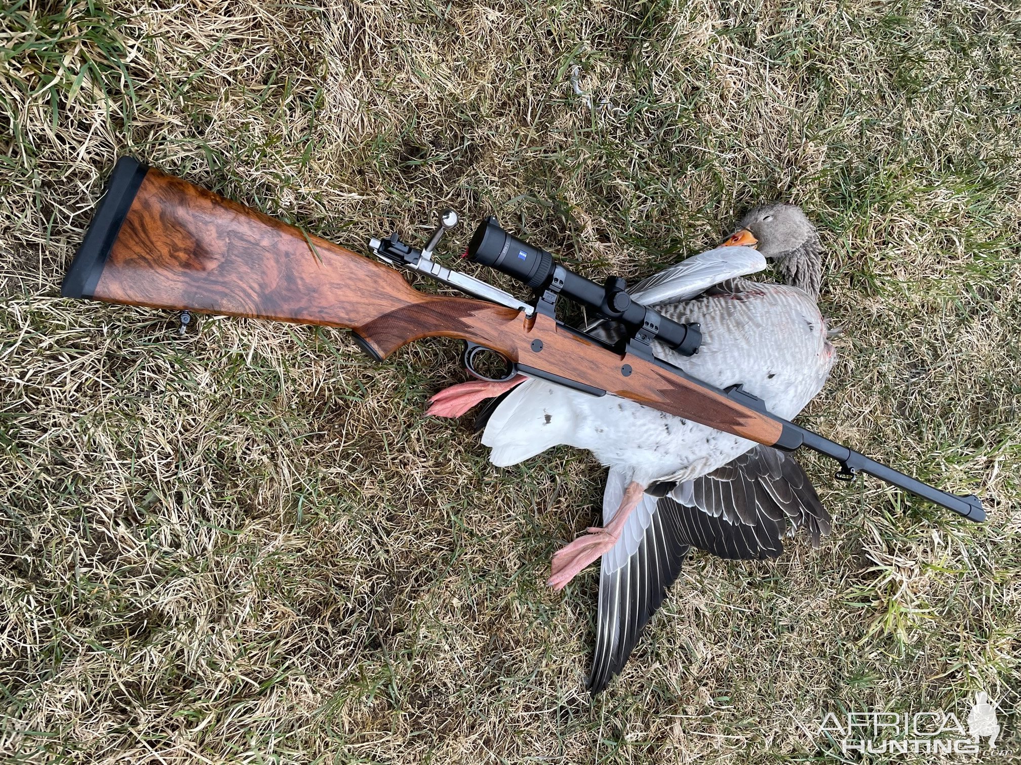 Greylag Goose Hunt