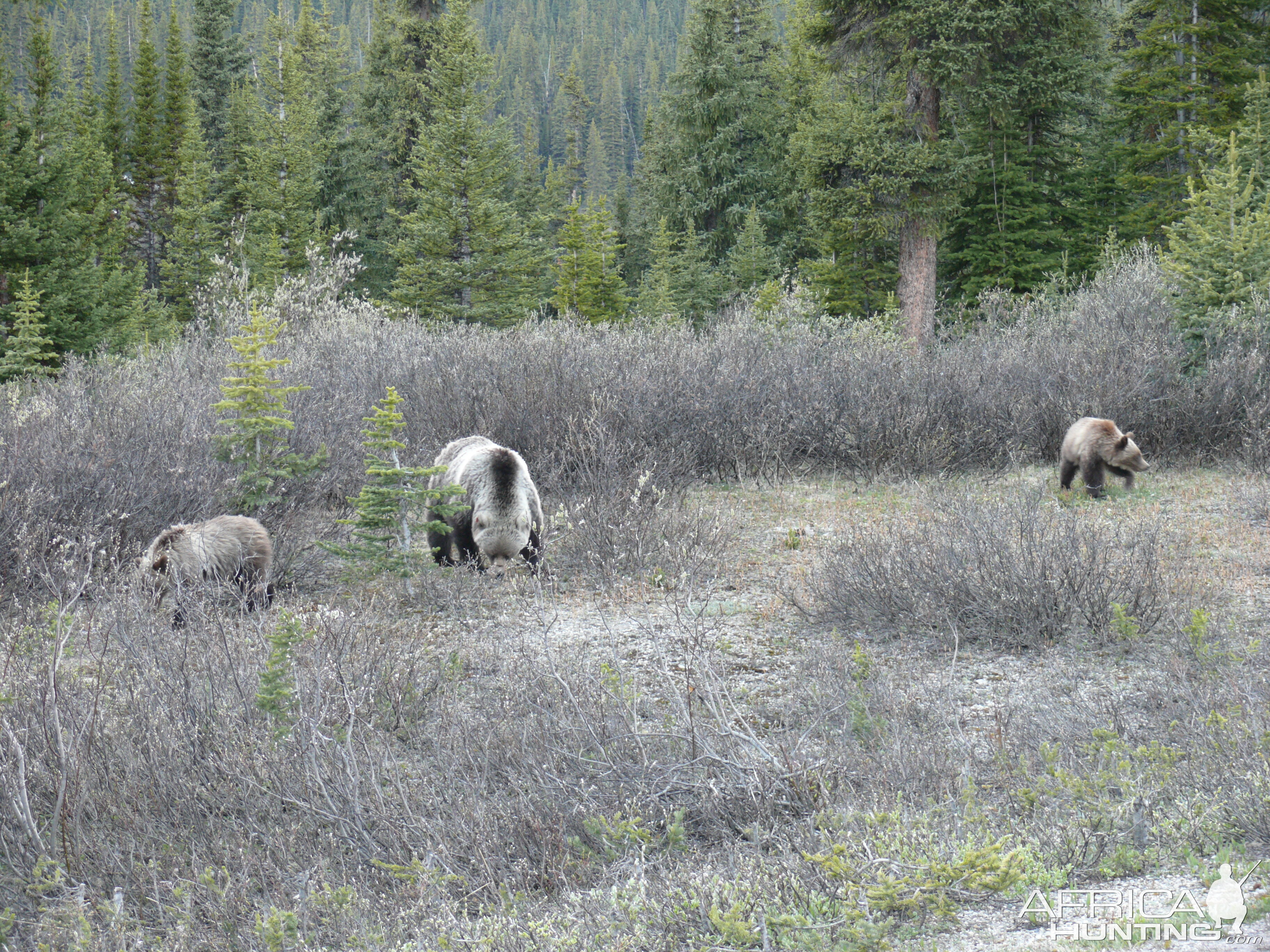 Grizzly Bears