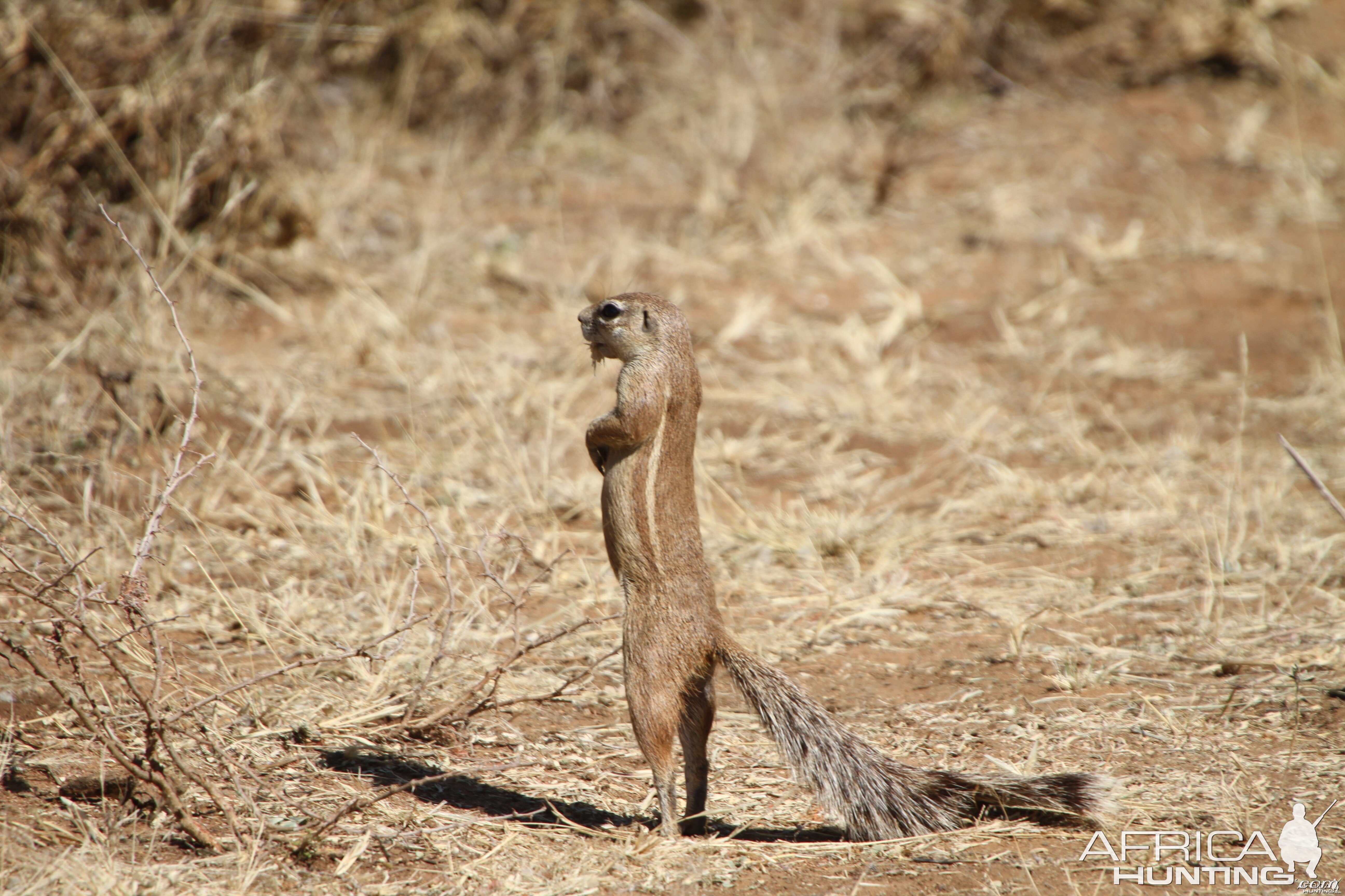 Ground Squirrel Namibia