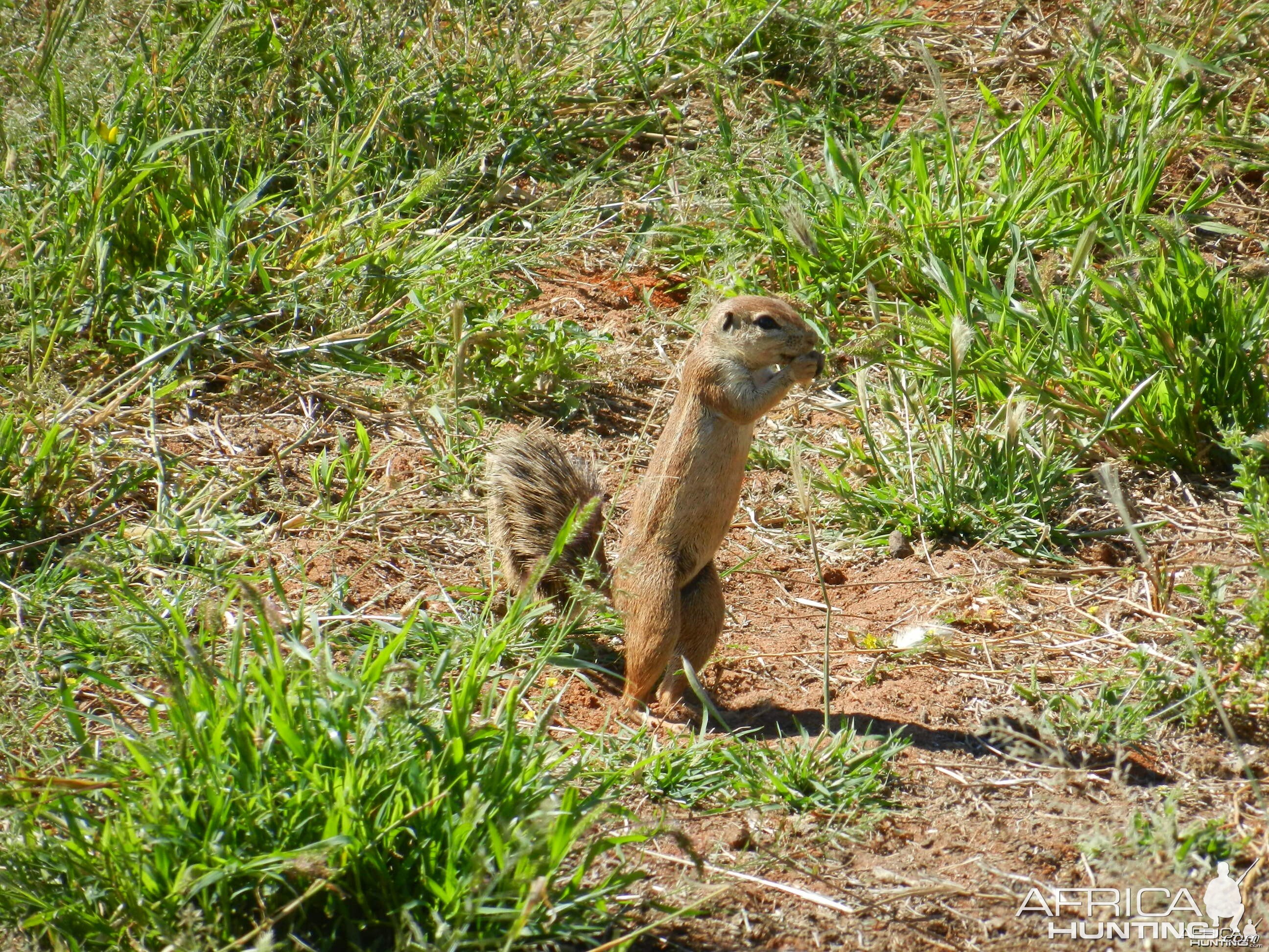 ground Squirrel