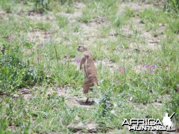 Ground Squirrel