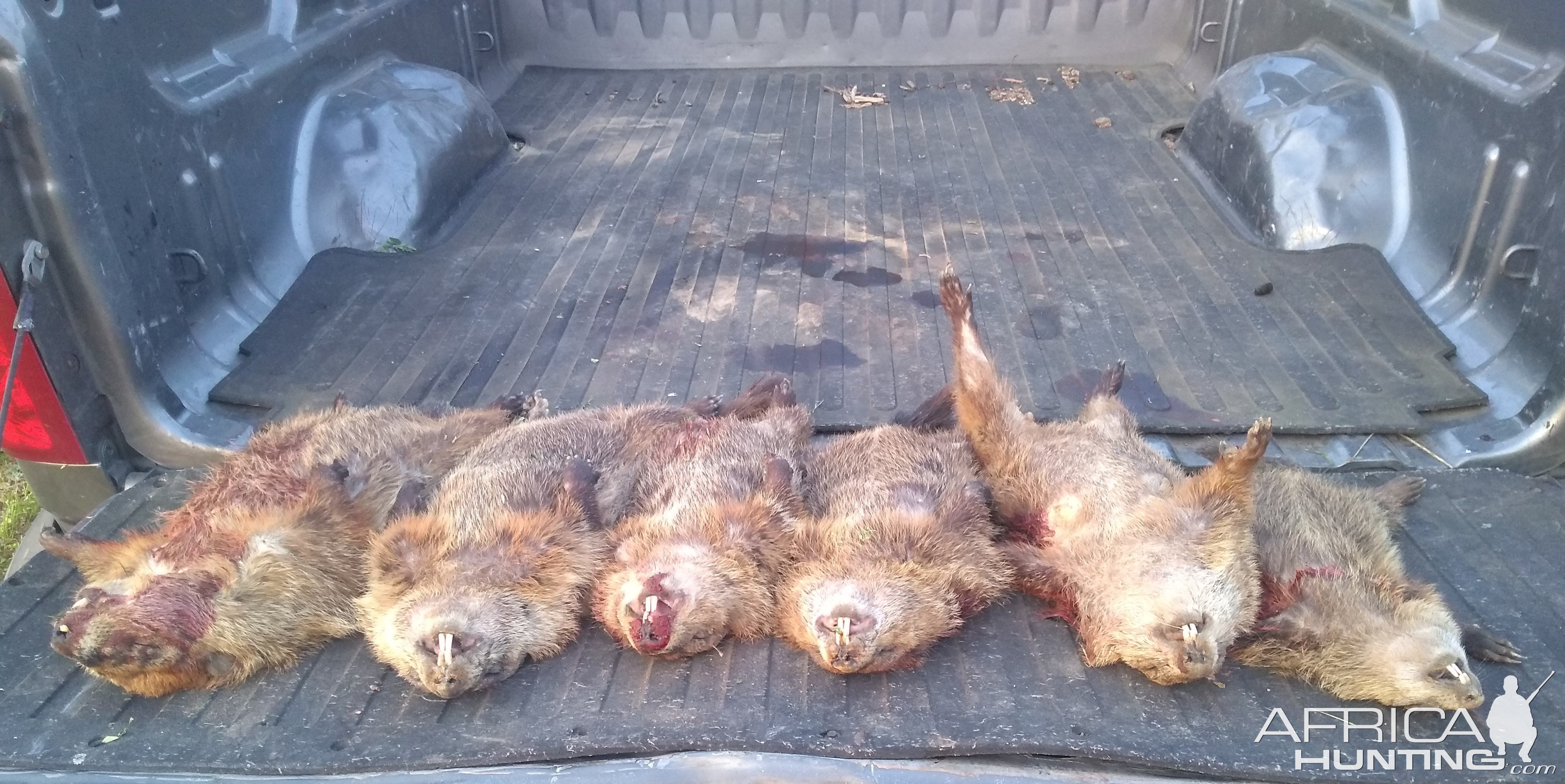 Groundhog Hunting