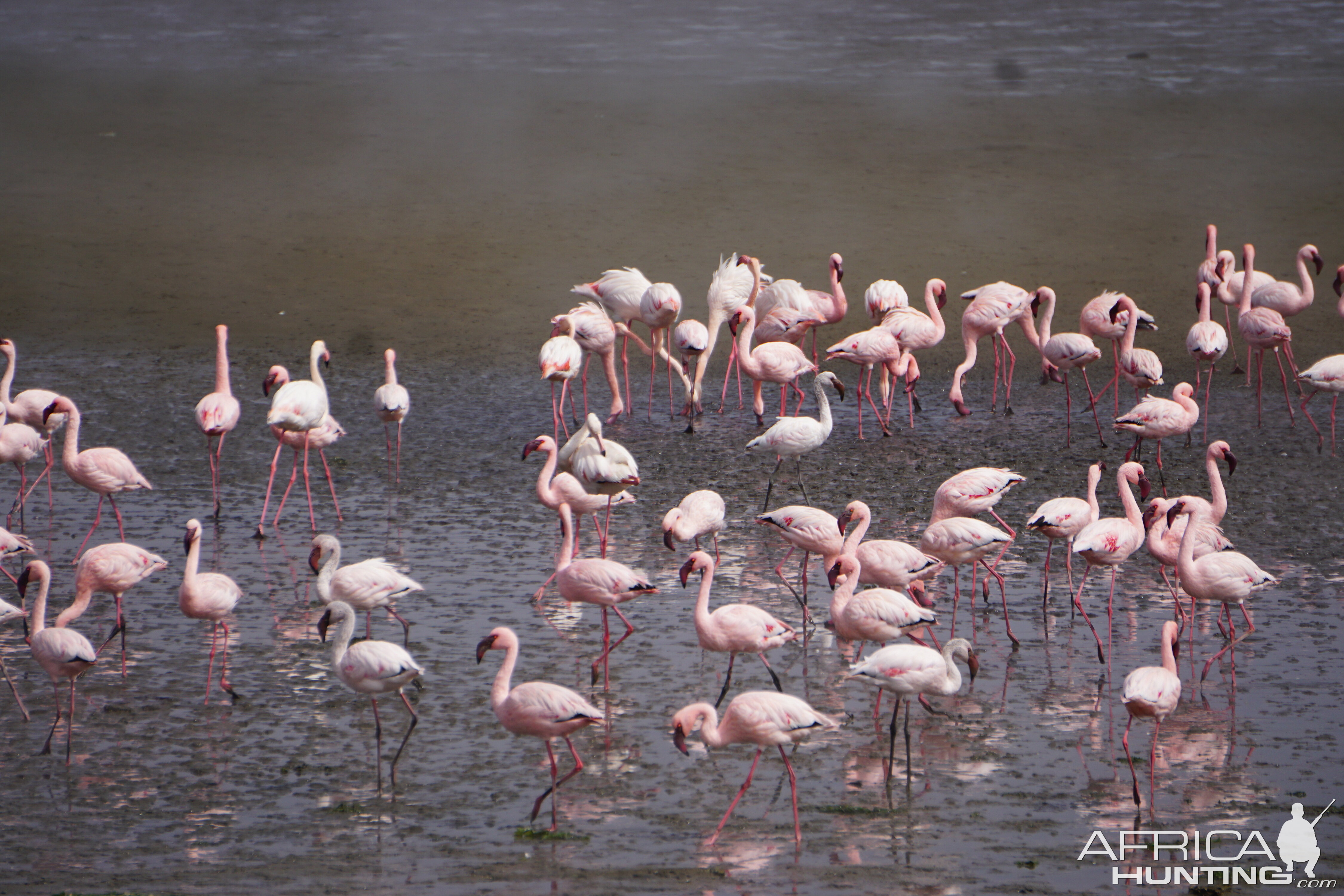 Group of Flamingoes Walvis Bay Namibia