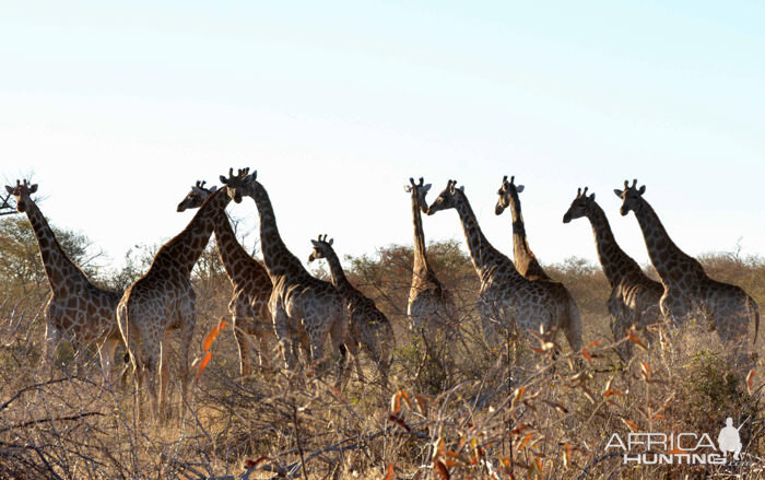 Group of Giraffe