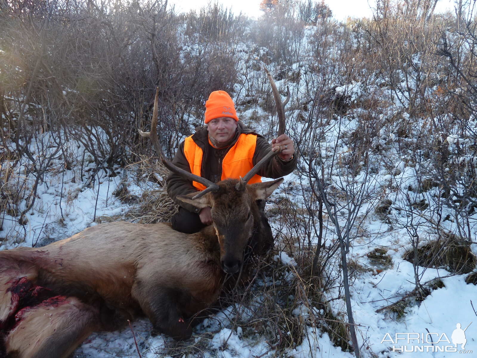 Guided Elk Hunt USA