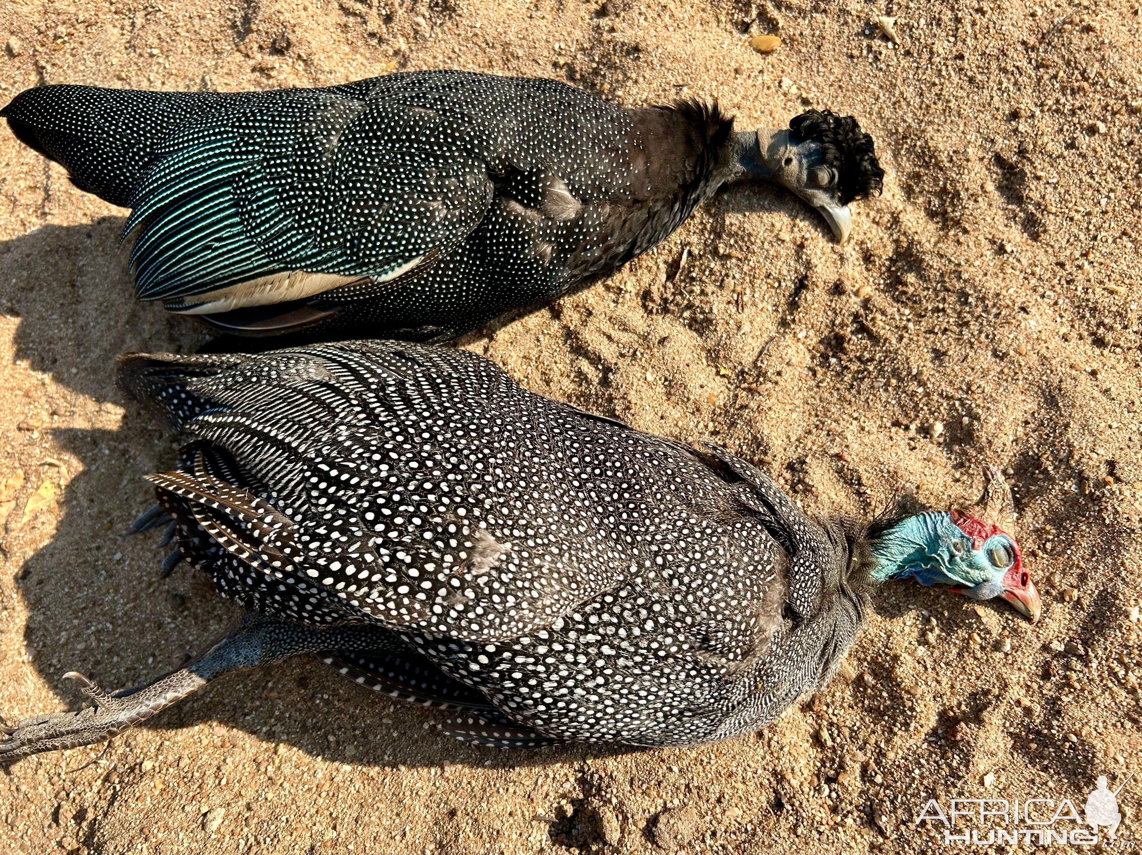 Guinea Fowl Hunt Coutada Mozambique