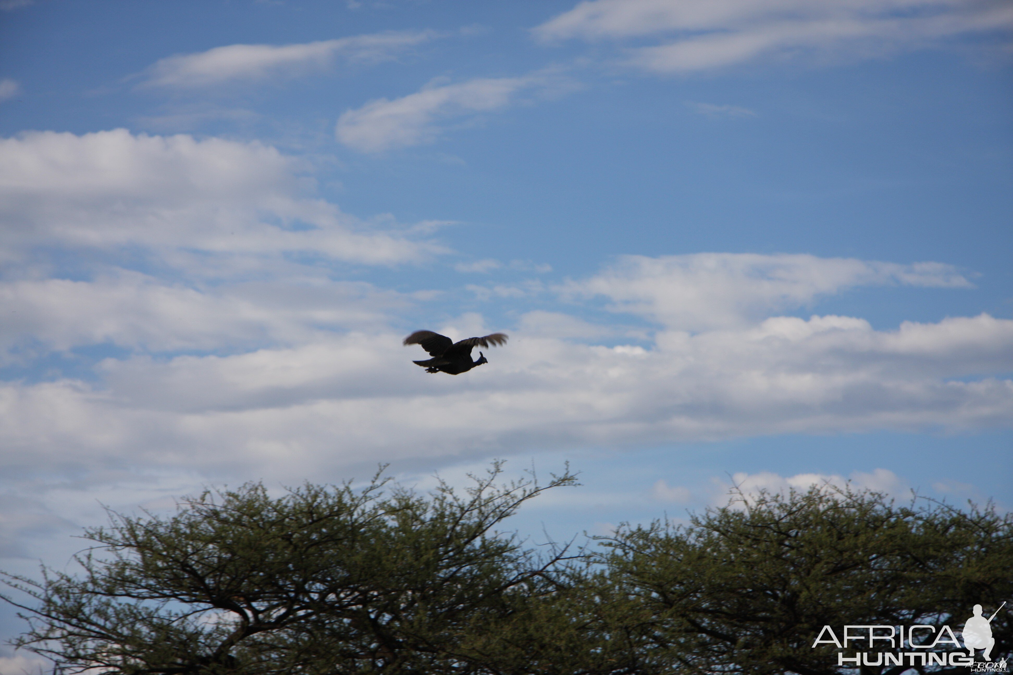 Guinea Fowl Namibia