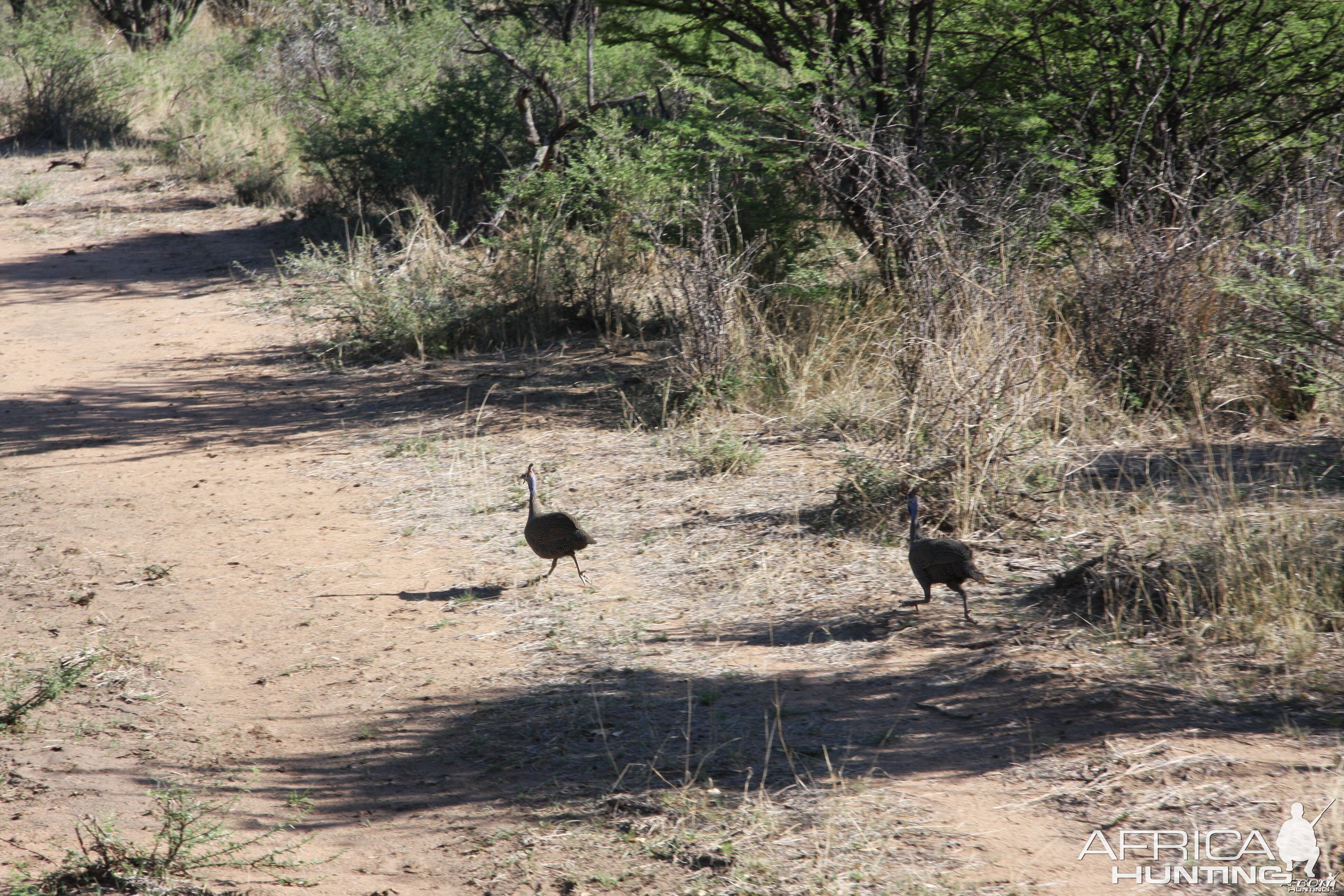 Guinea Fowl Namibia