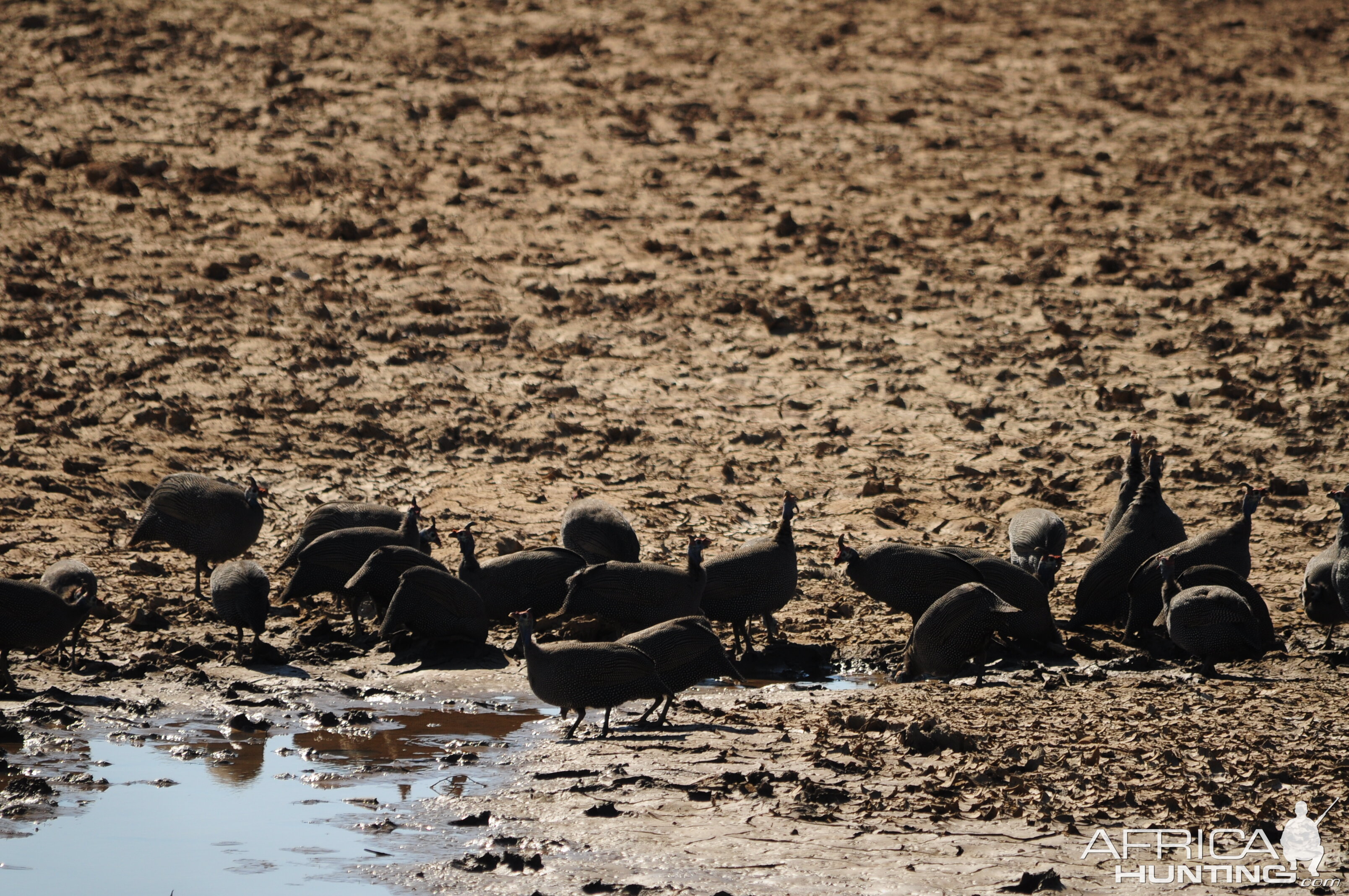 Guineafowl Namibia