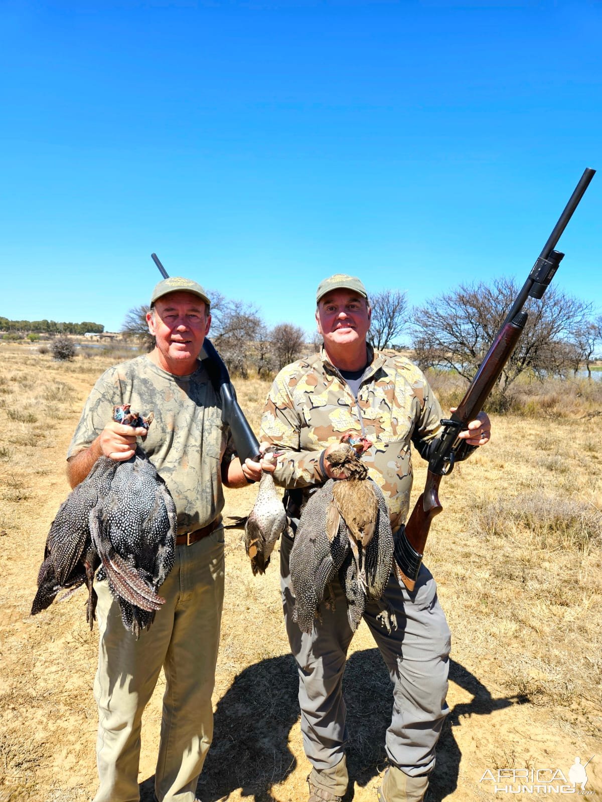 Guineafowl Over Pointer Dogs South Africa