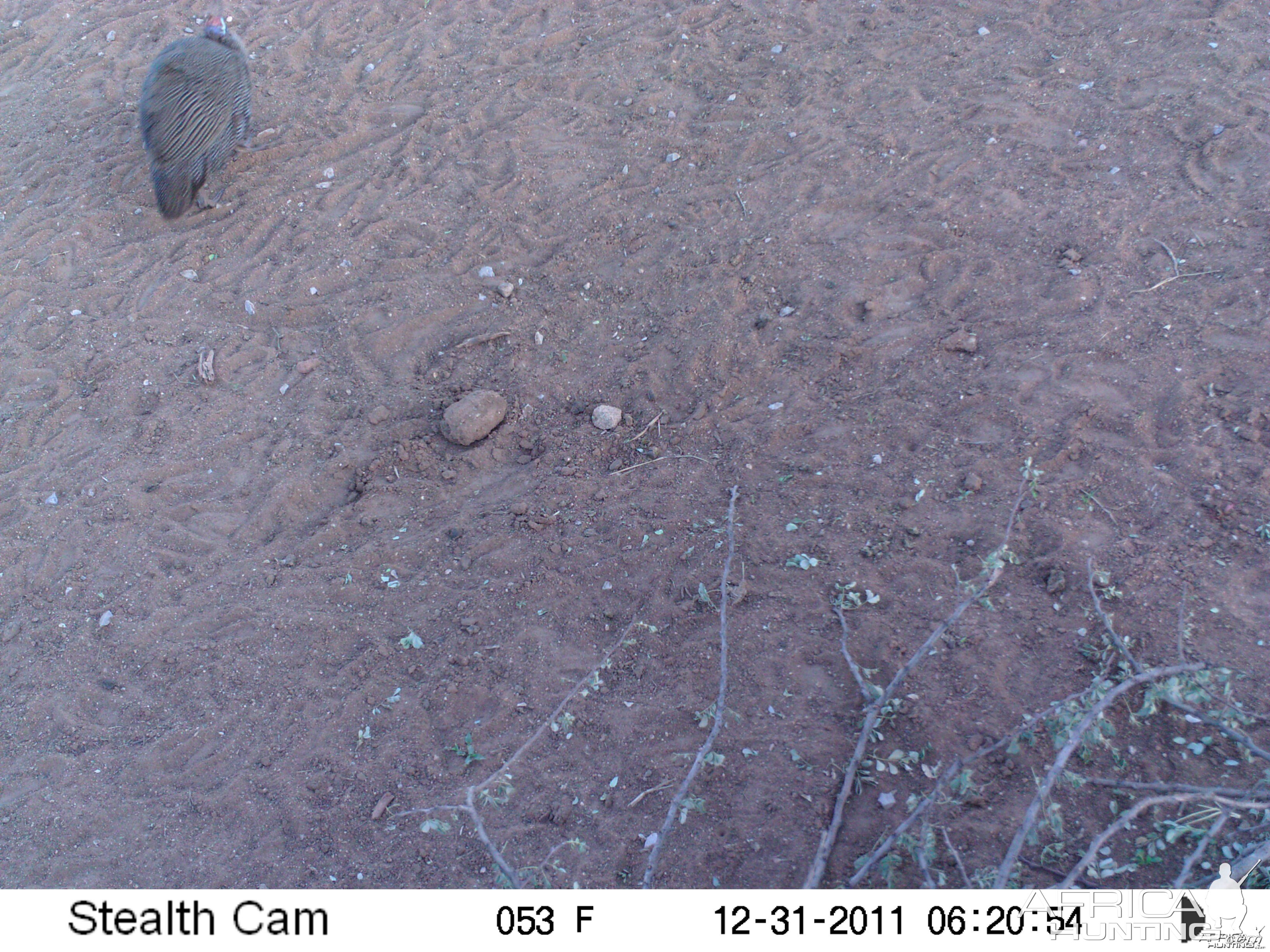 Guineafowl Trail Camera Namibia
