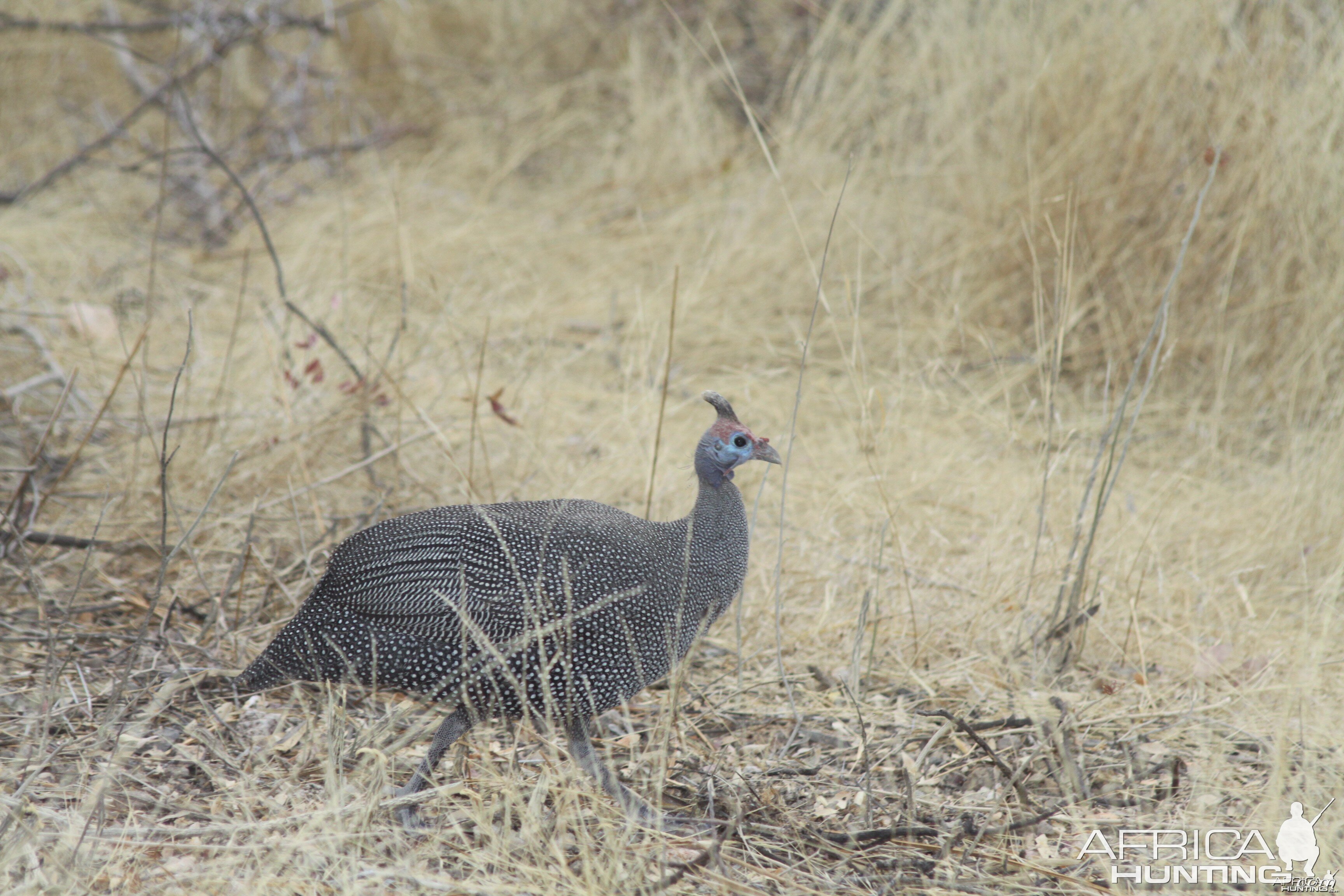 Guineafowl