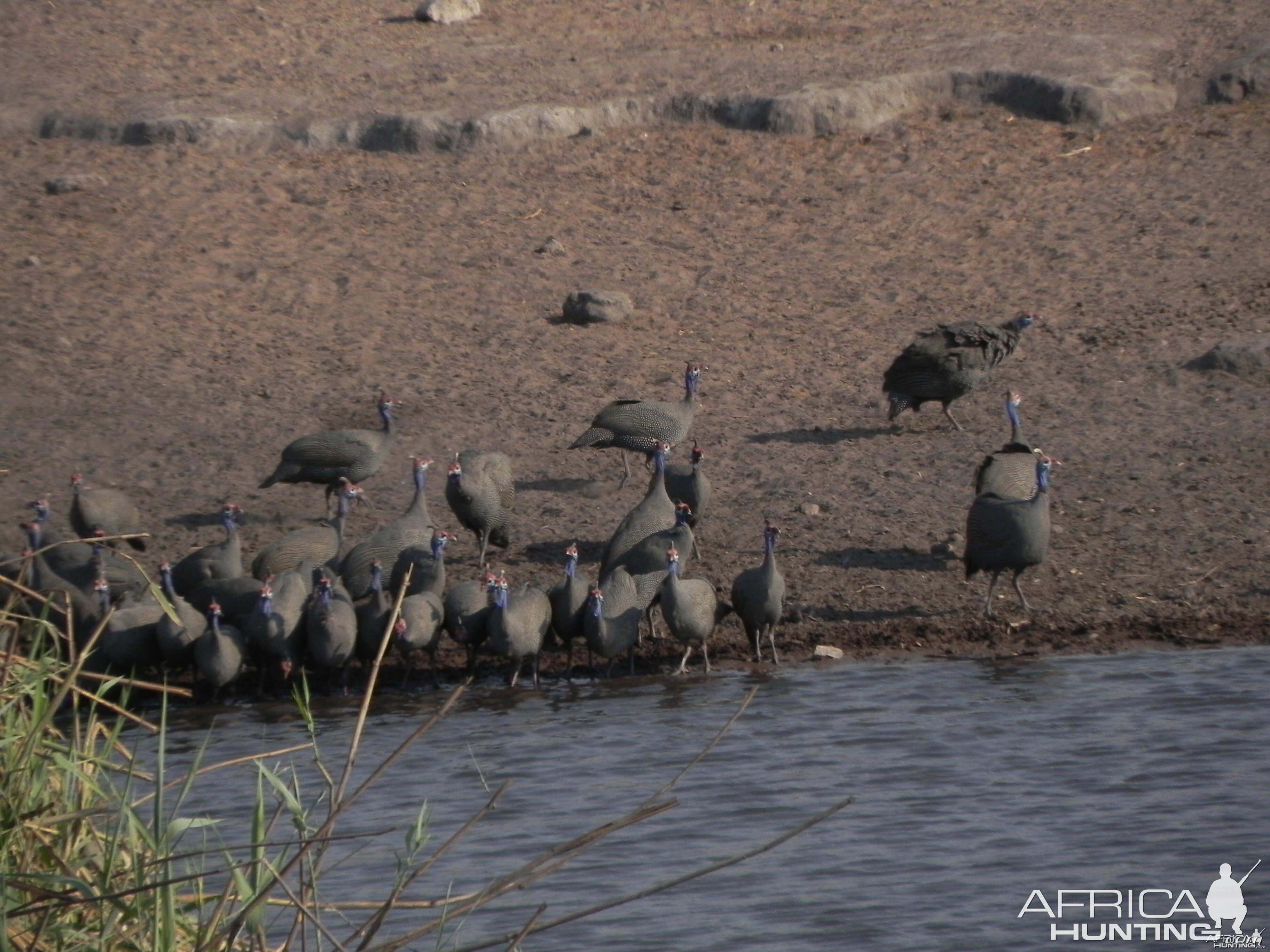 Guineafowls Namibia