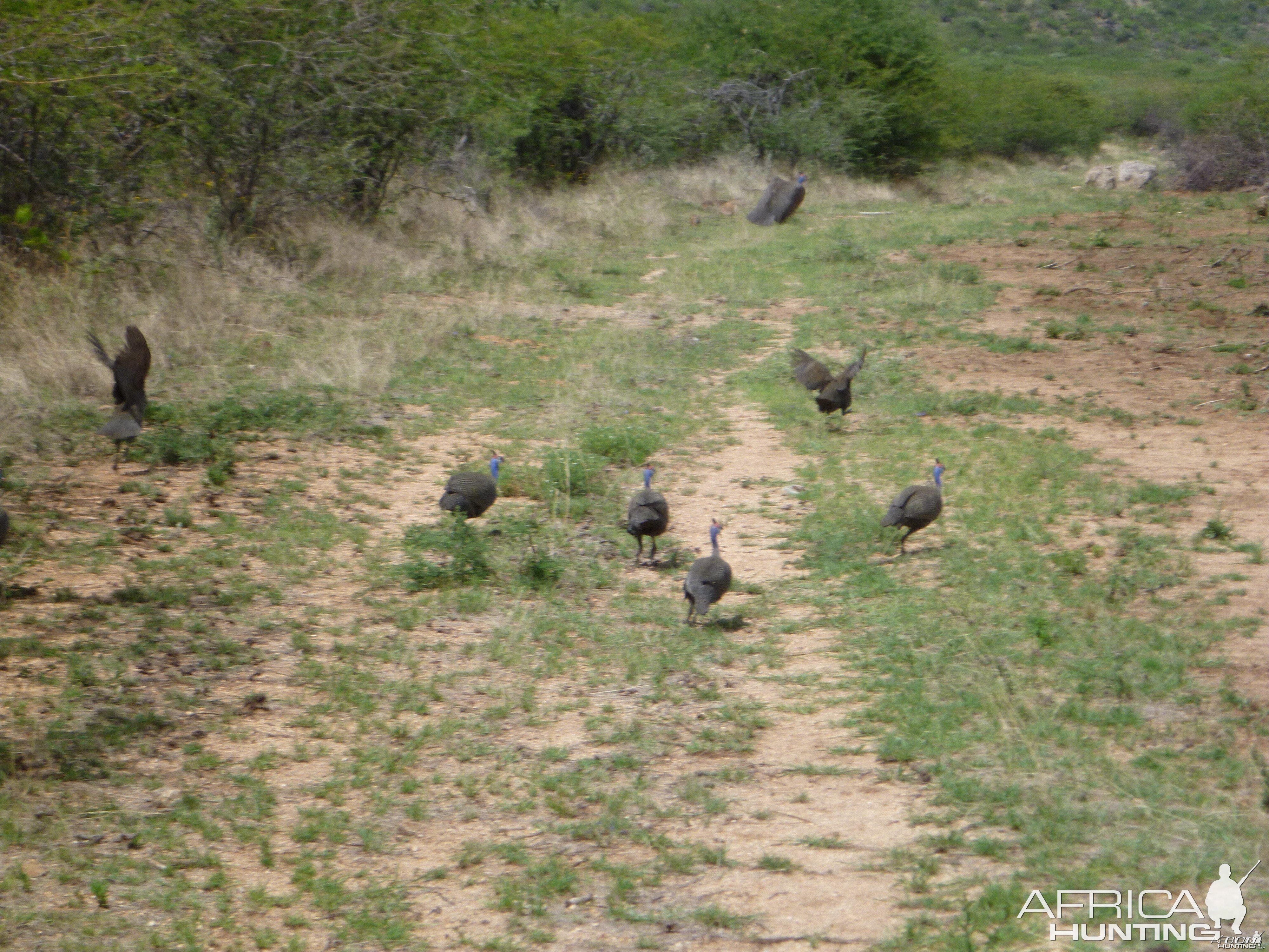 Guineafowls Namibia