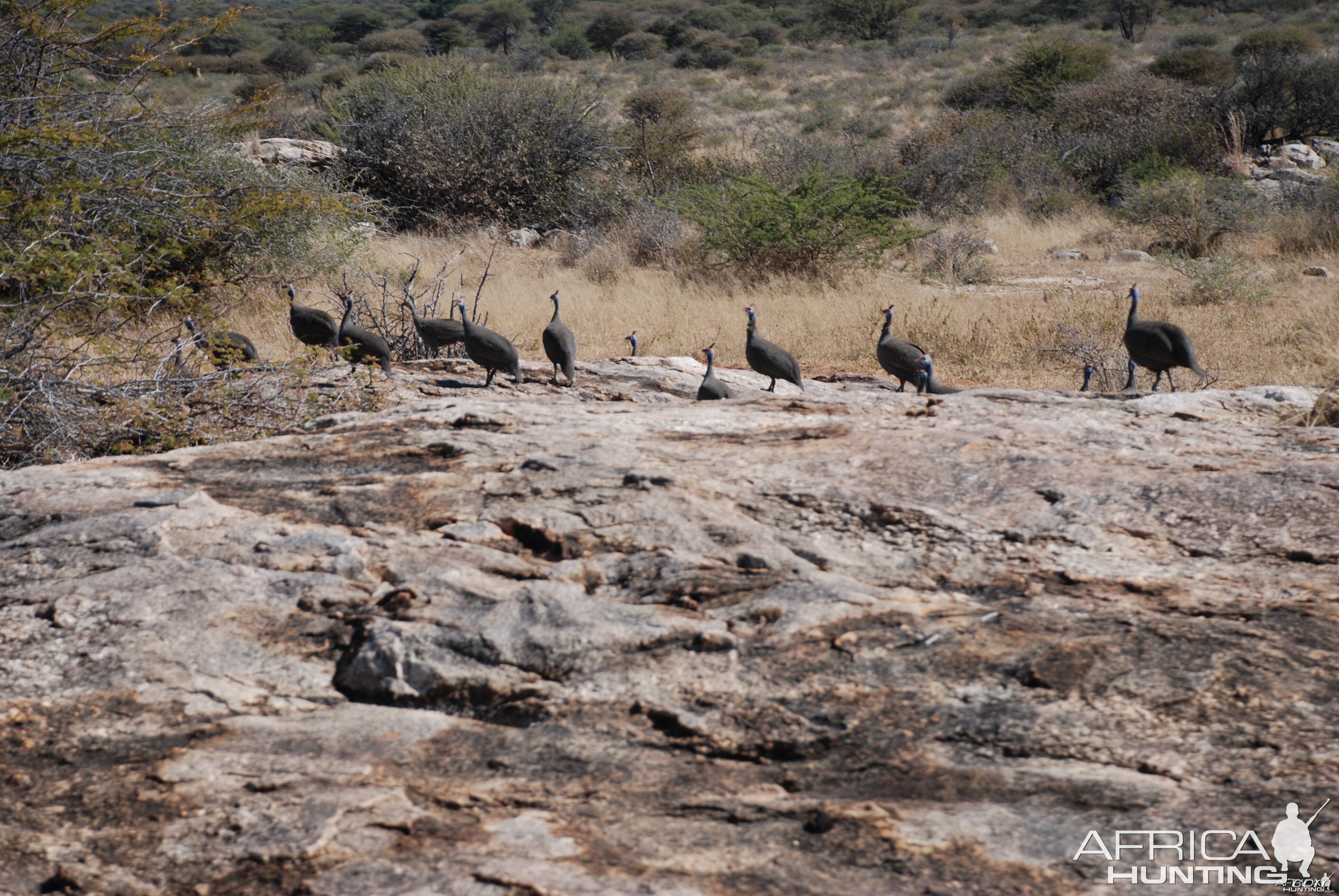 Guineafowls, Namibia