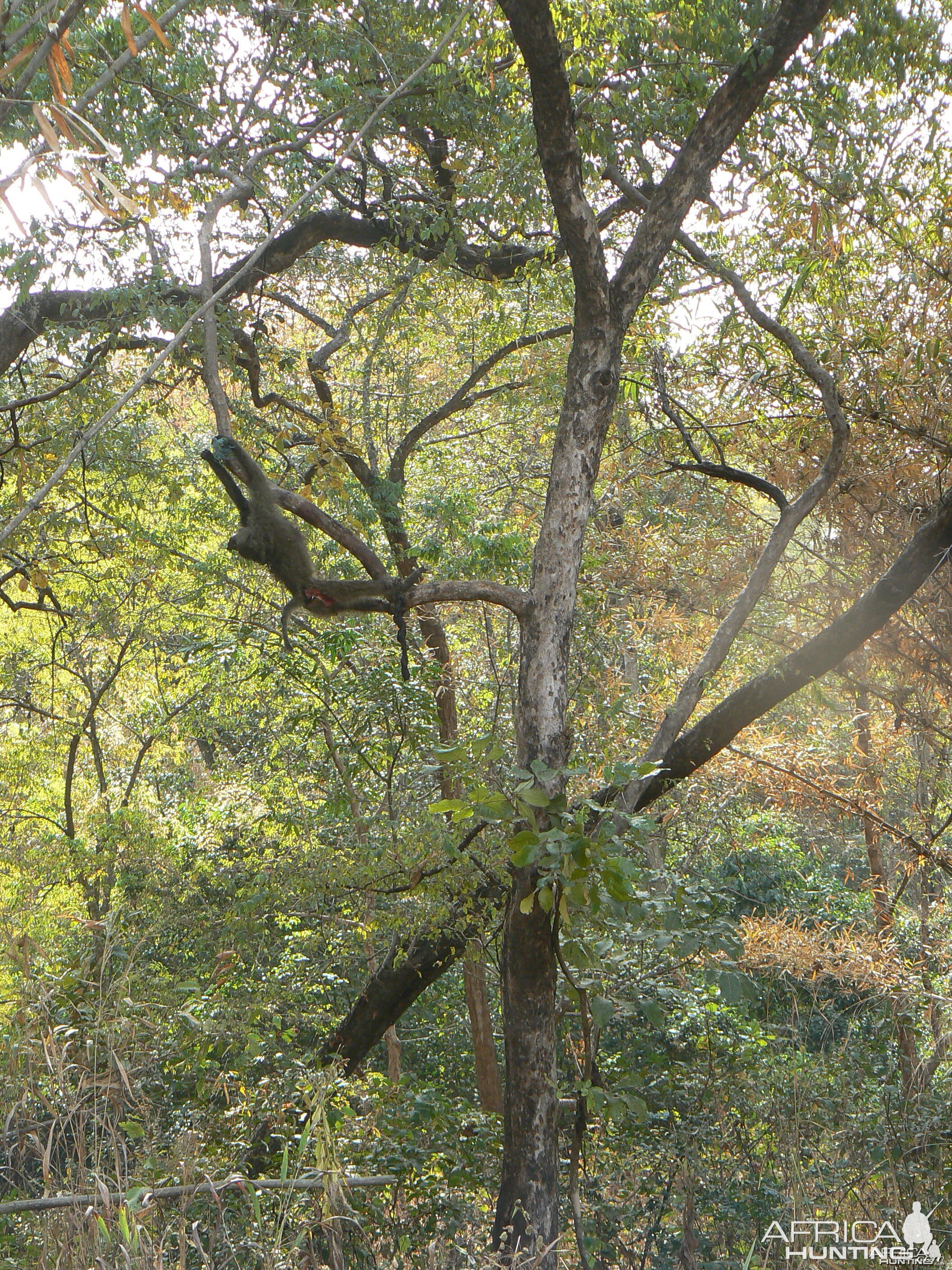 Hanging Leopard bait, a Baboon