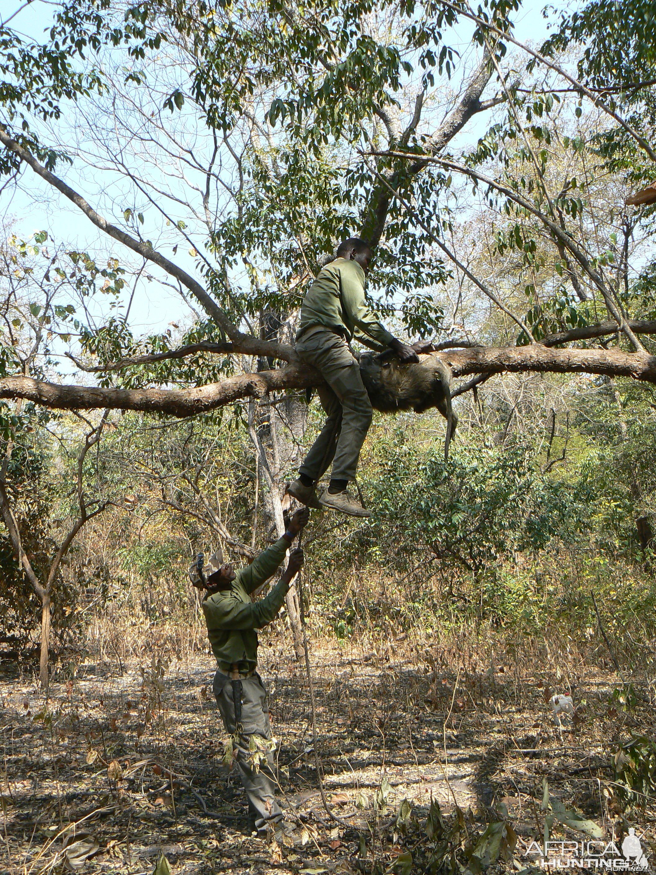 Hanging Leopard bait, a Baboon