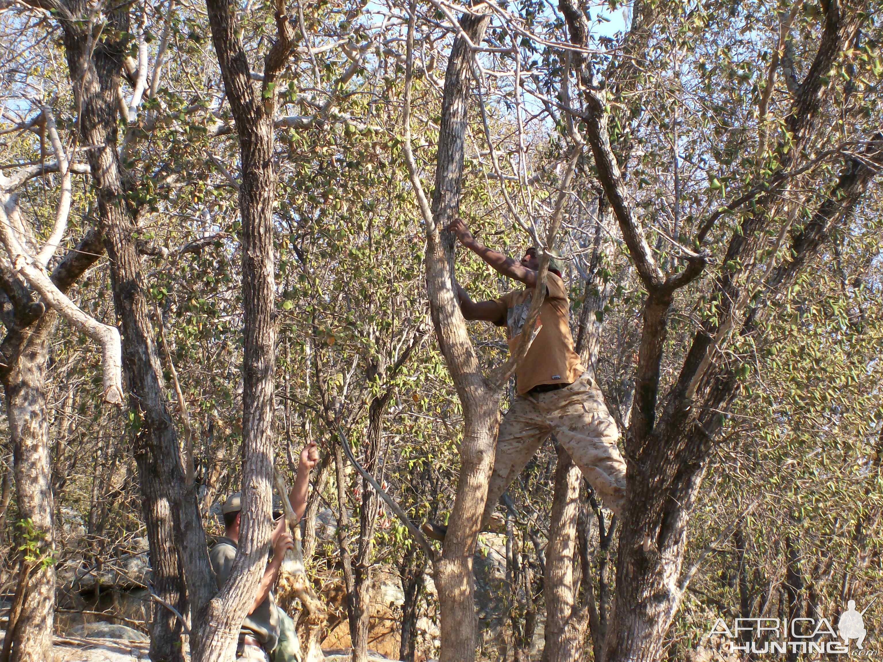 Hanging Leopard bait