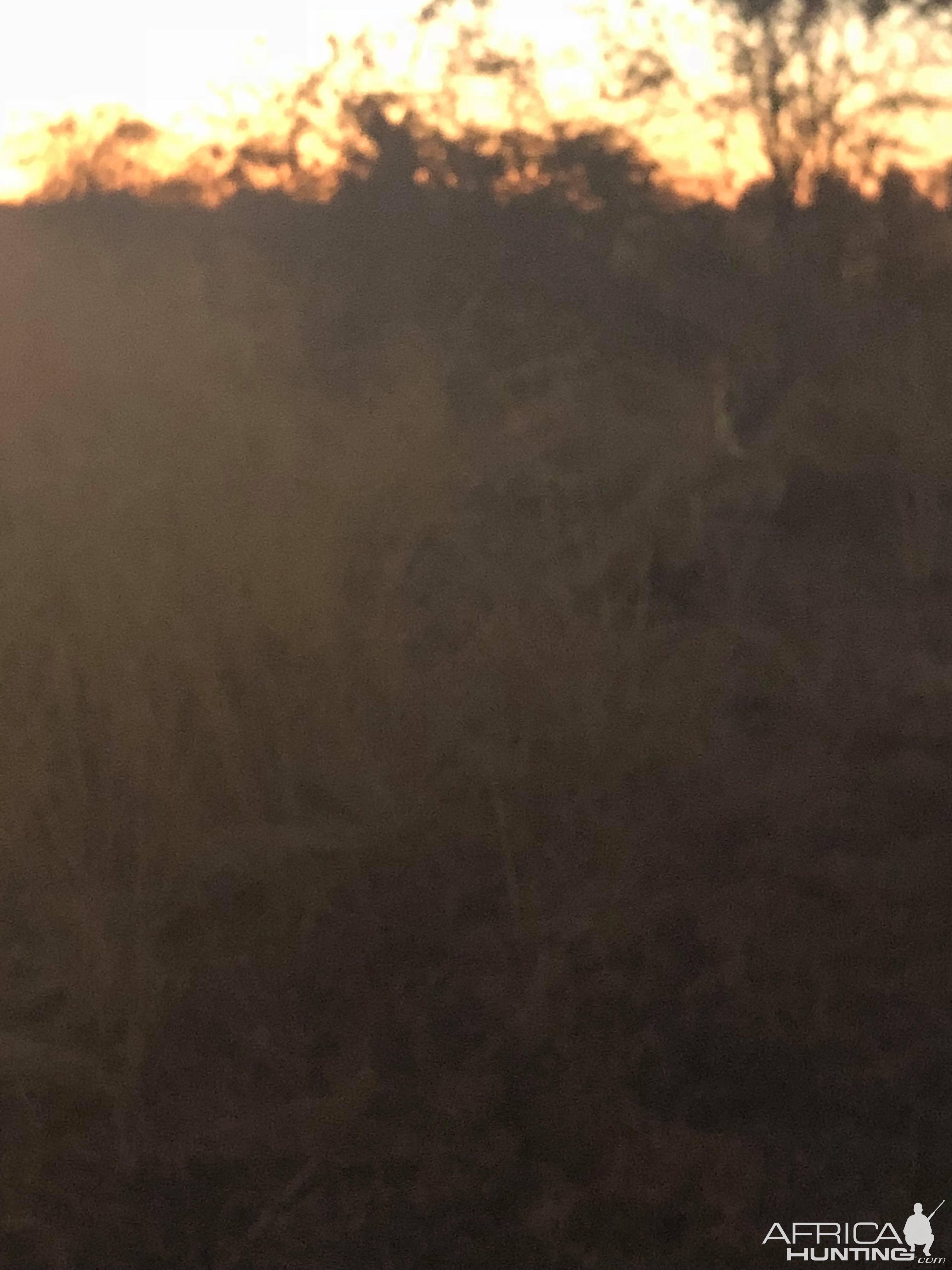 Hard to see, but there is a lion in this picture