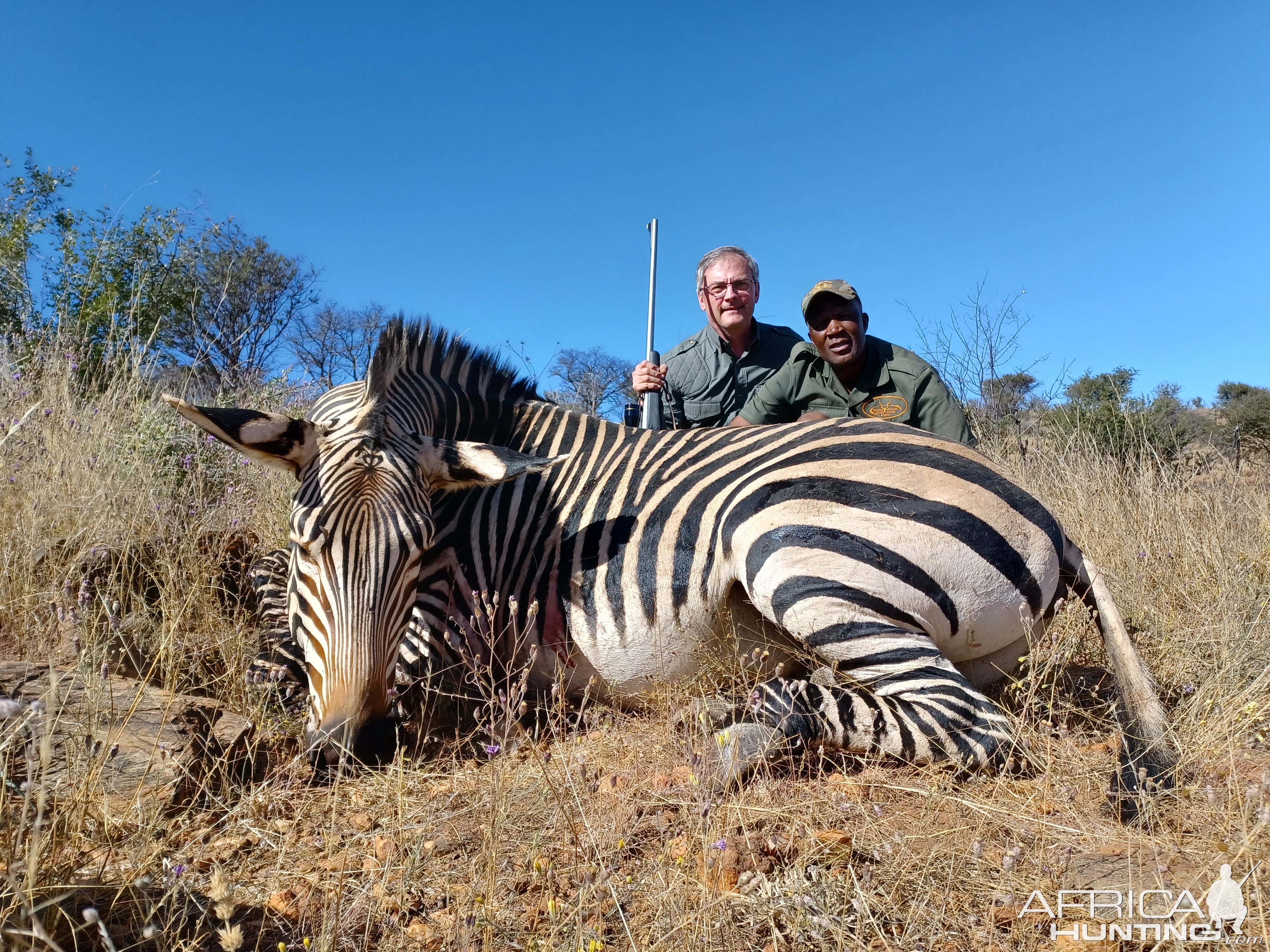 Harmann's Zebra Hunting Namibia