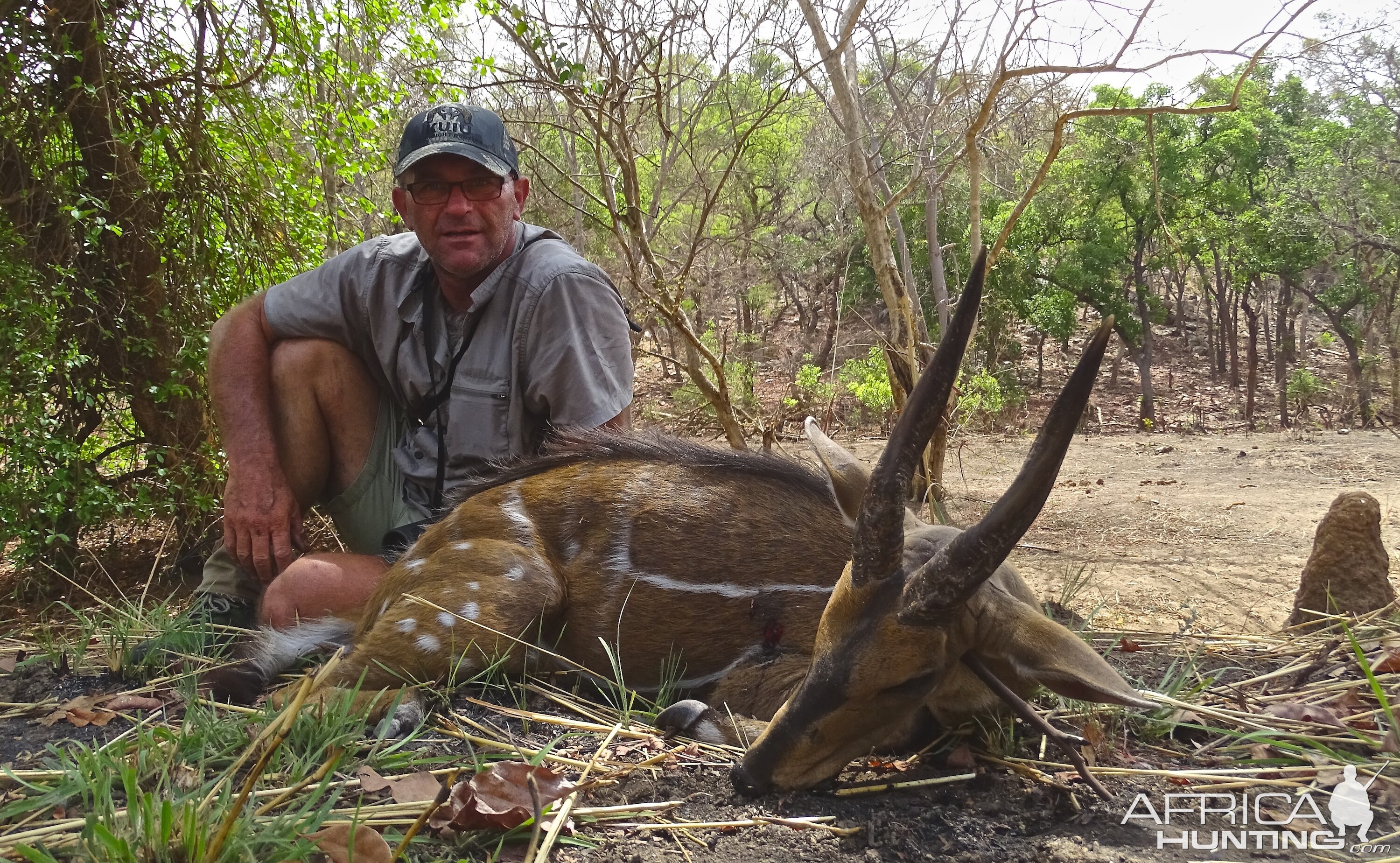 Harnassed Bushbuck Hunting Benin