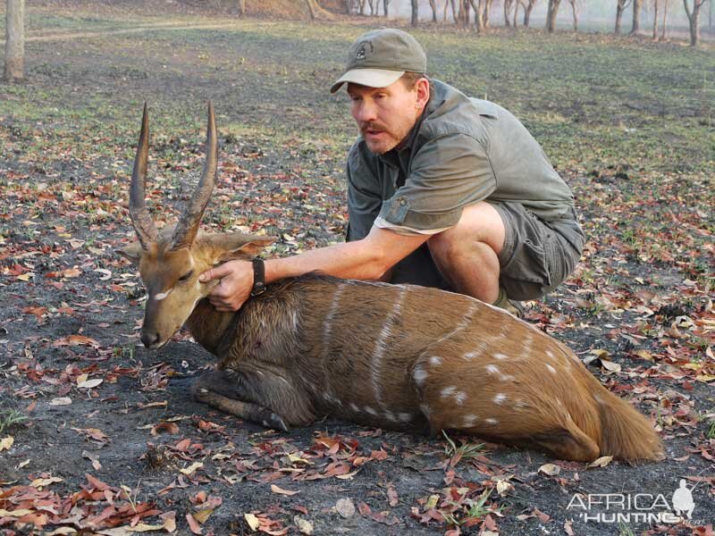 Harnassed Bushbuck Hunting Zambia