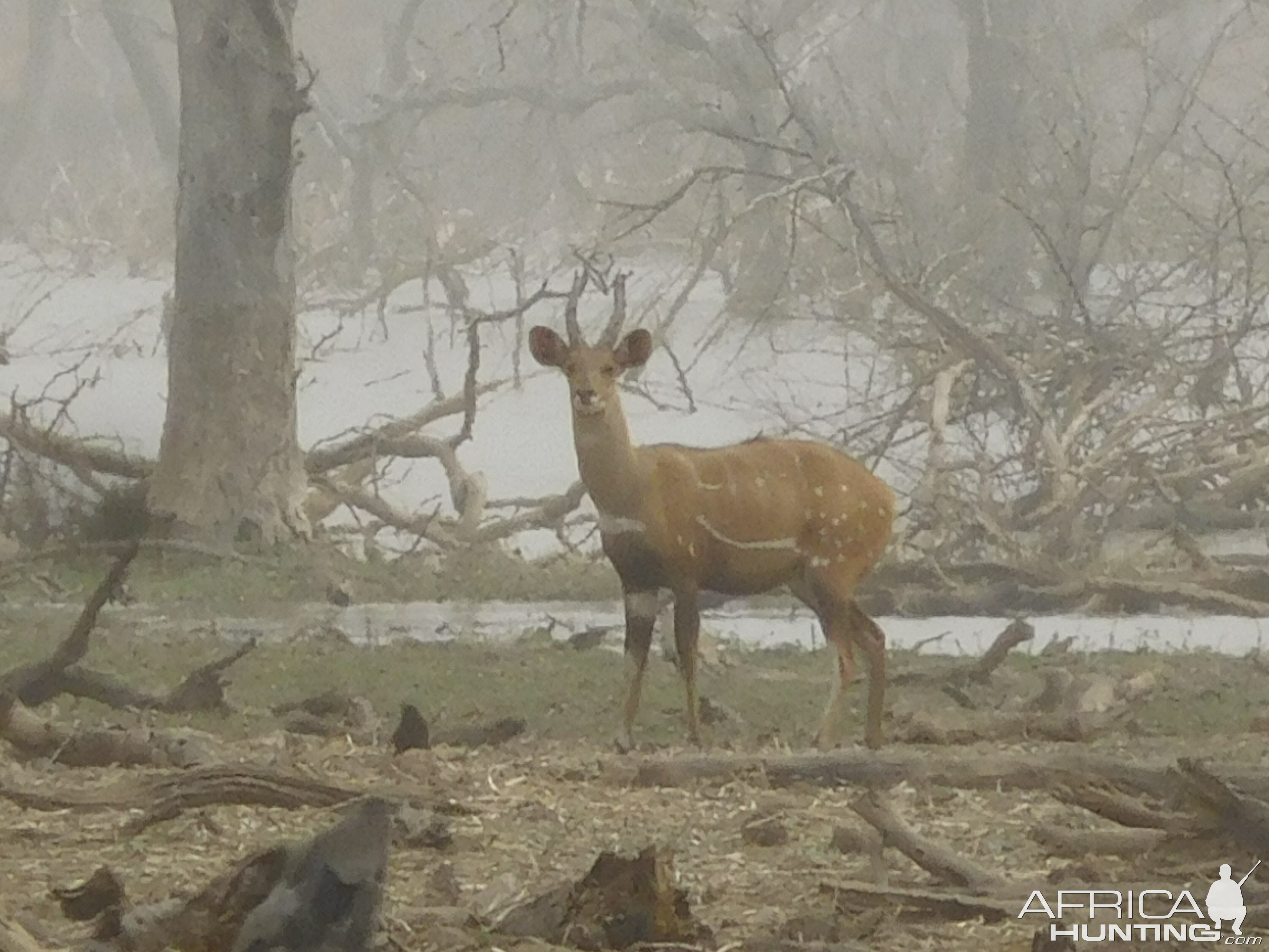 Harnessed Bushbuck Burkina Faso