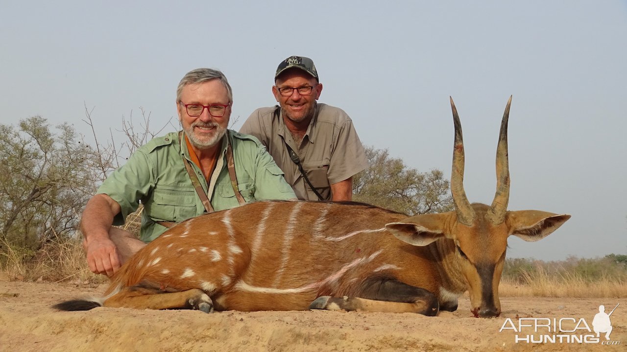 Harnessed Bushbuck Hunt Benin