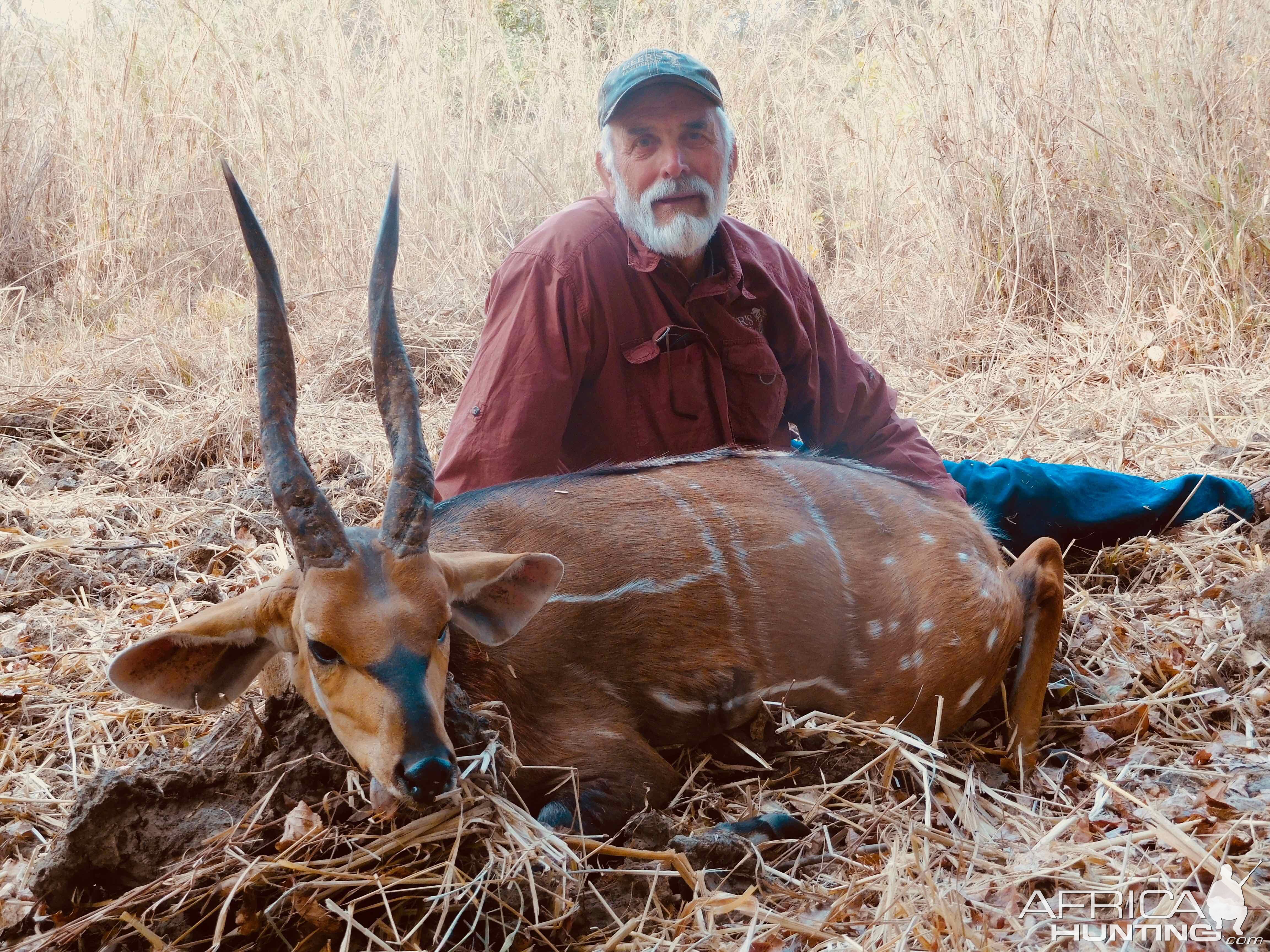 Harnessed Bushbuck Hunt Burkina Faso