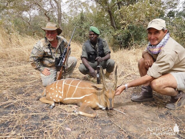 Harnessed Bushbuck Hunting Burkina Faso