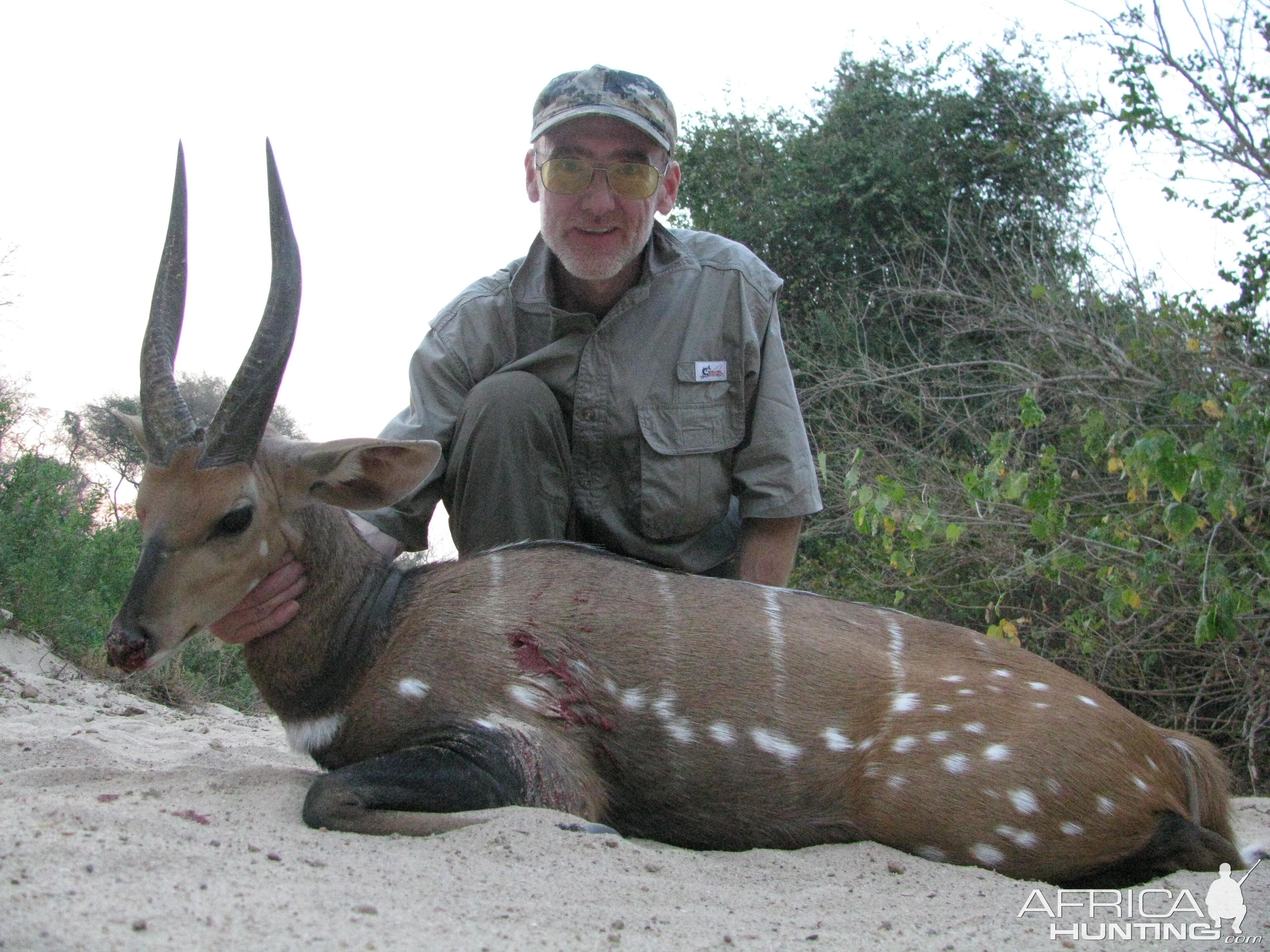 Harnessed Bushbuck Hunting Zimbabwe