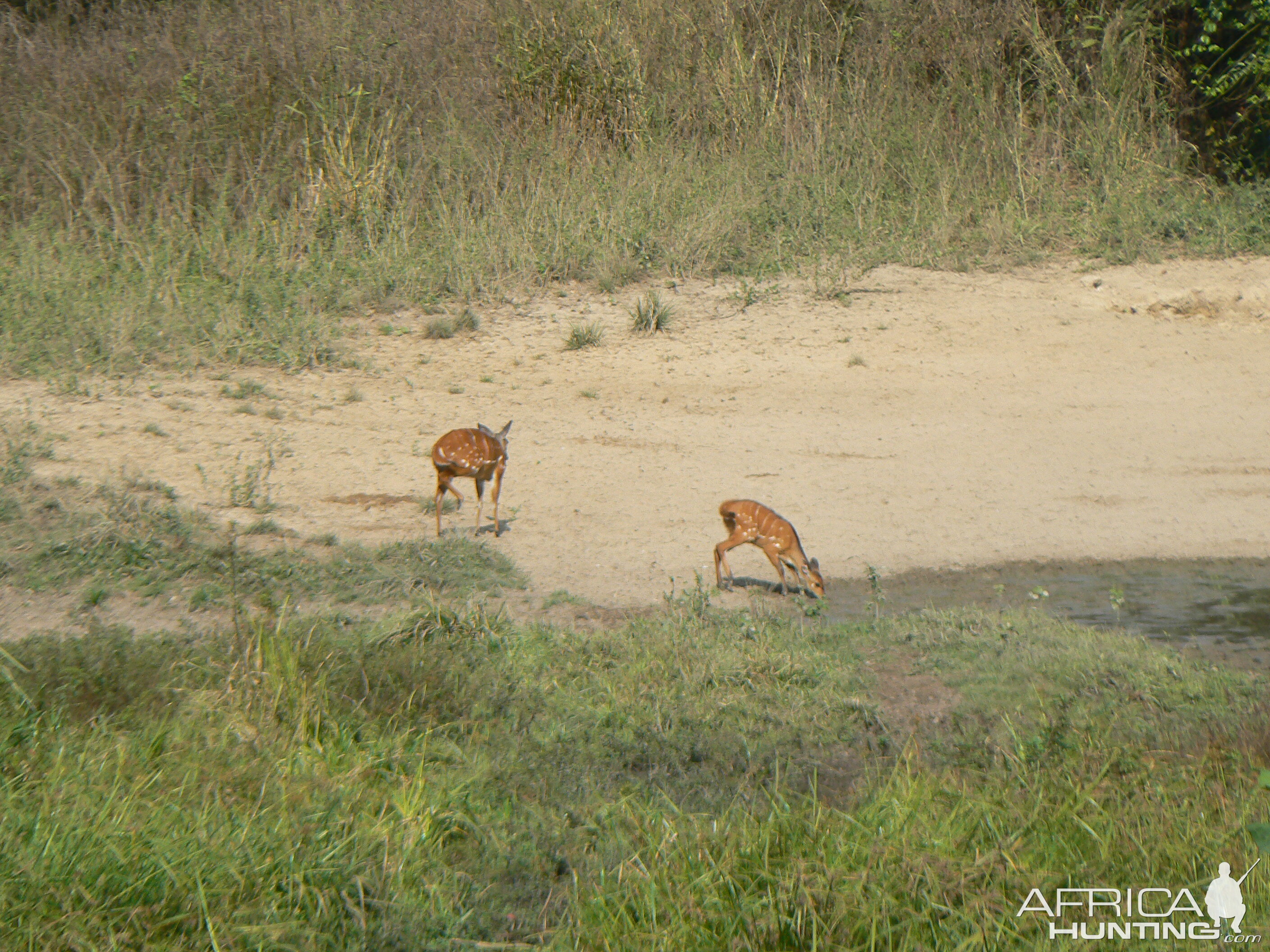 Harnessed Bushbuck in Central African Republic