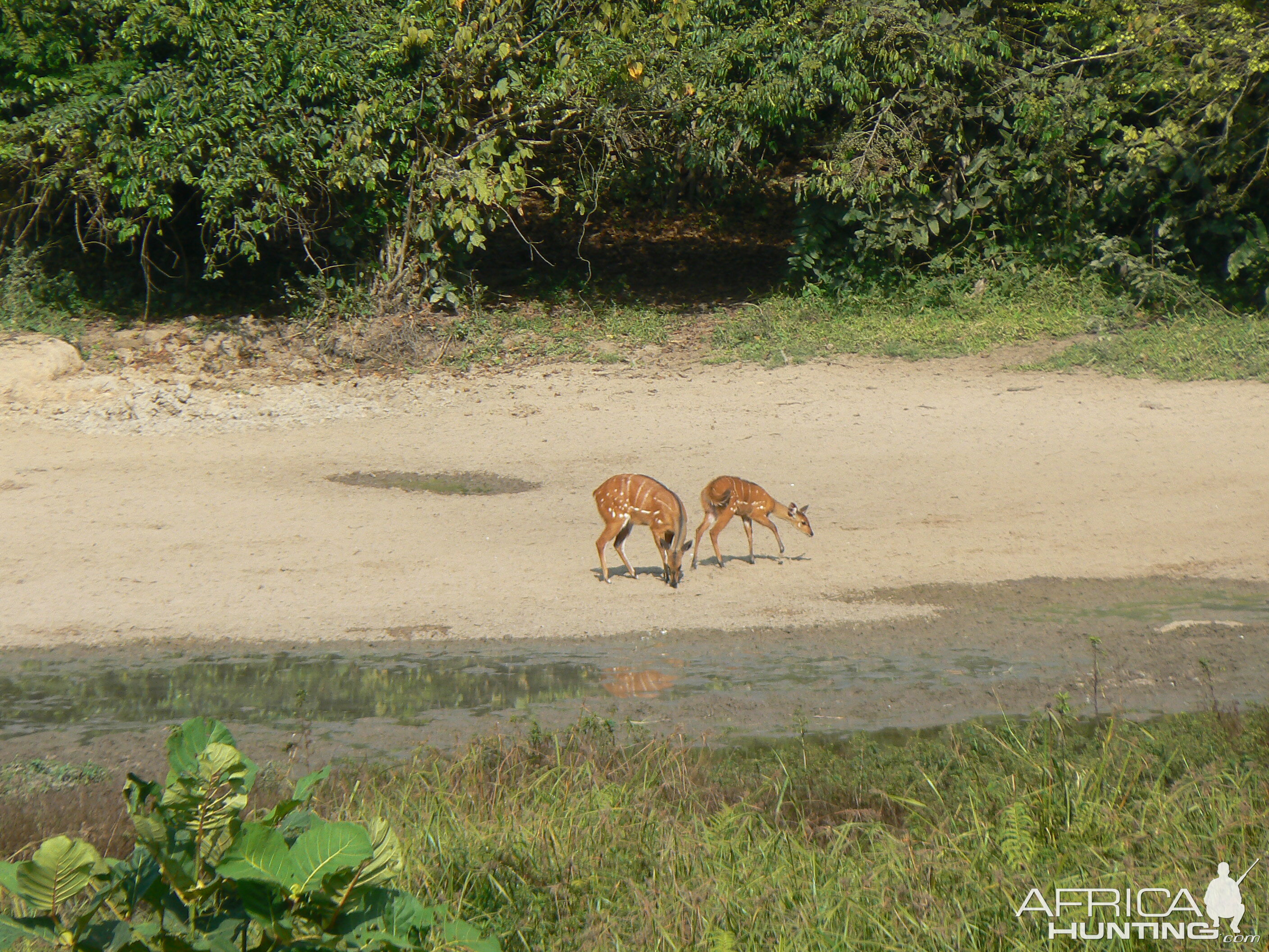 Harnessed Bushbuck in Central African Republic