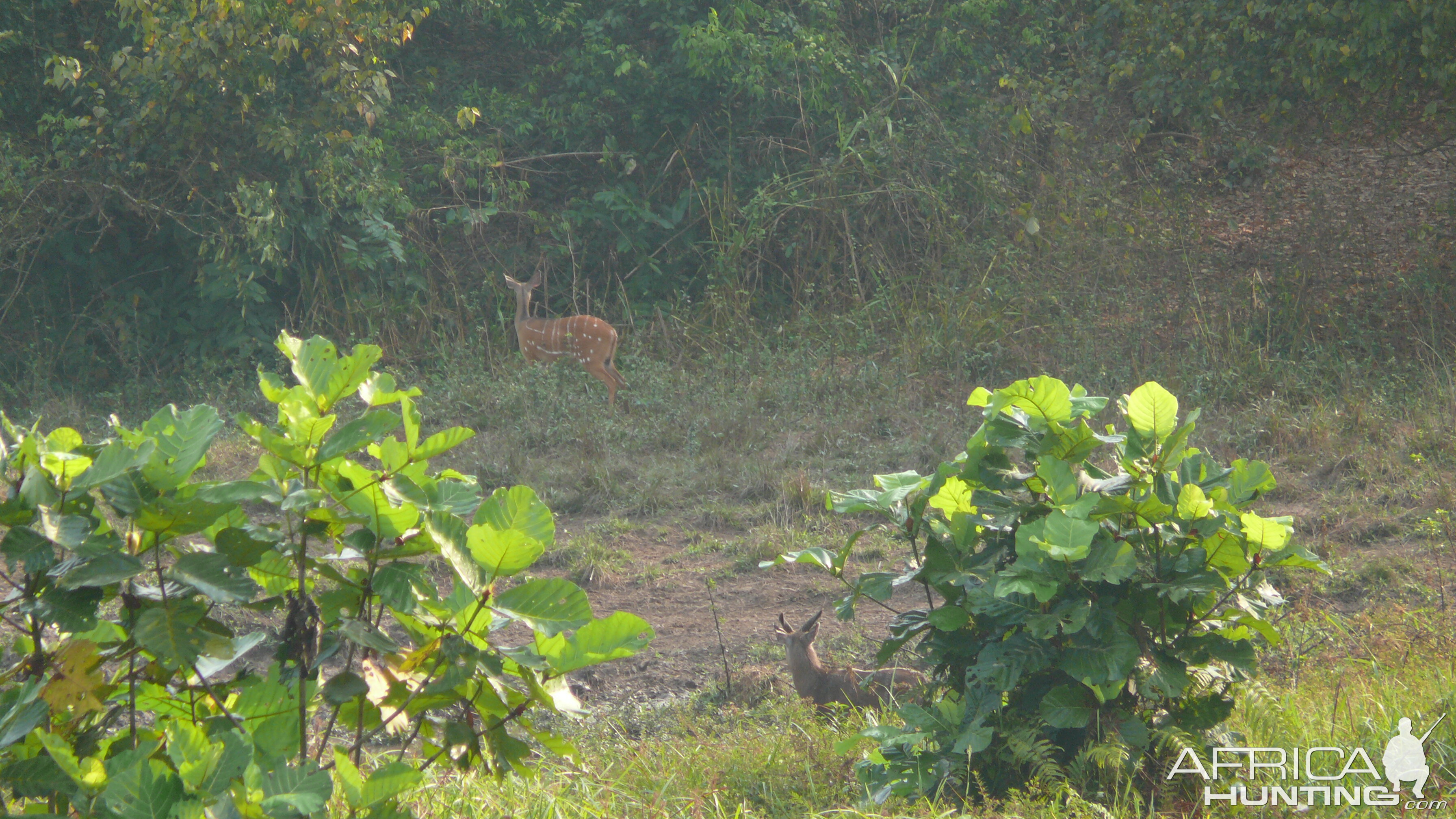 Harnessed Bushbuck in Central African Republic