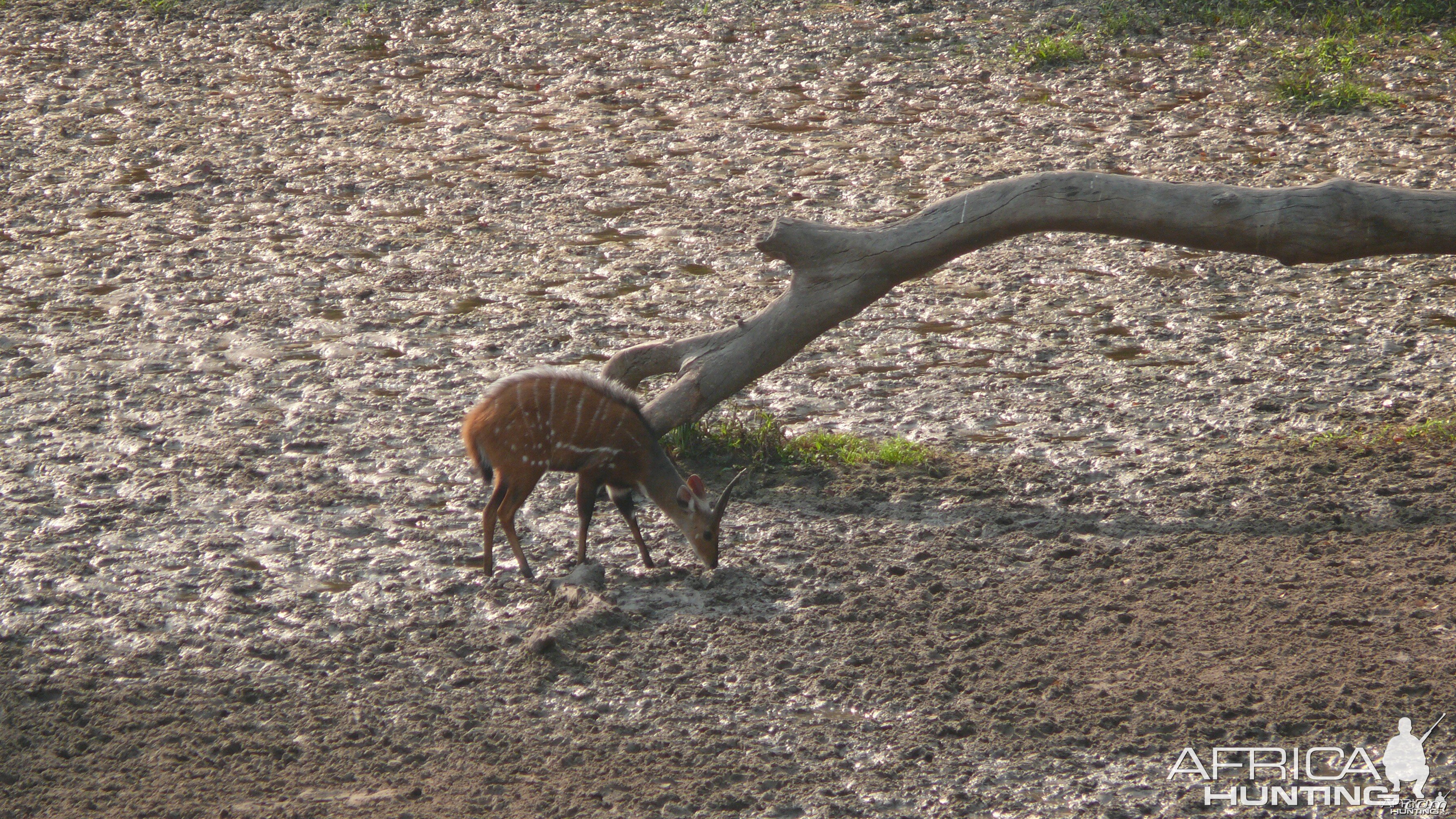 Harnessed Bushbuck in Central African Republic