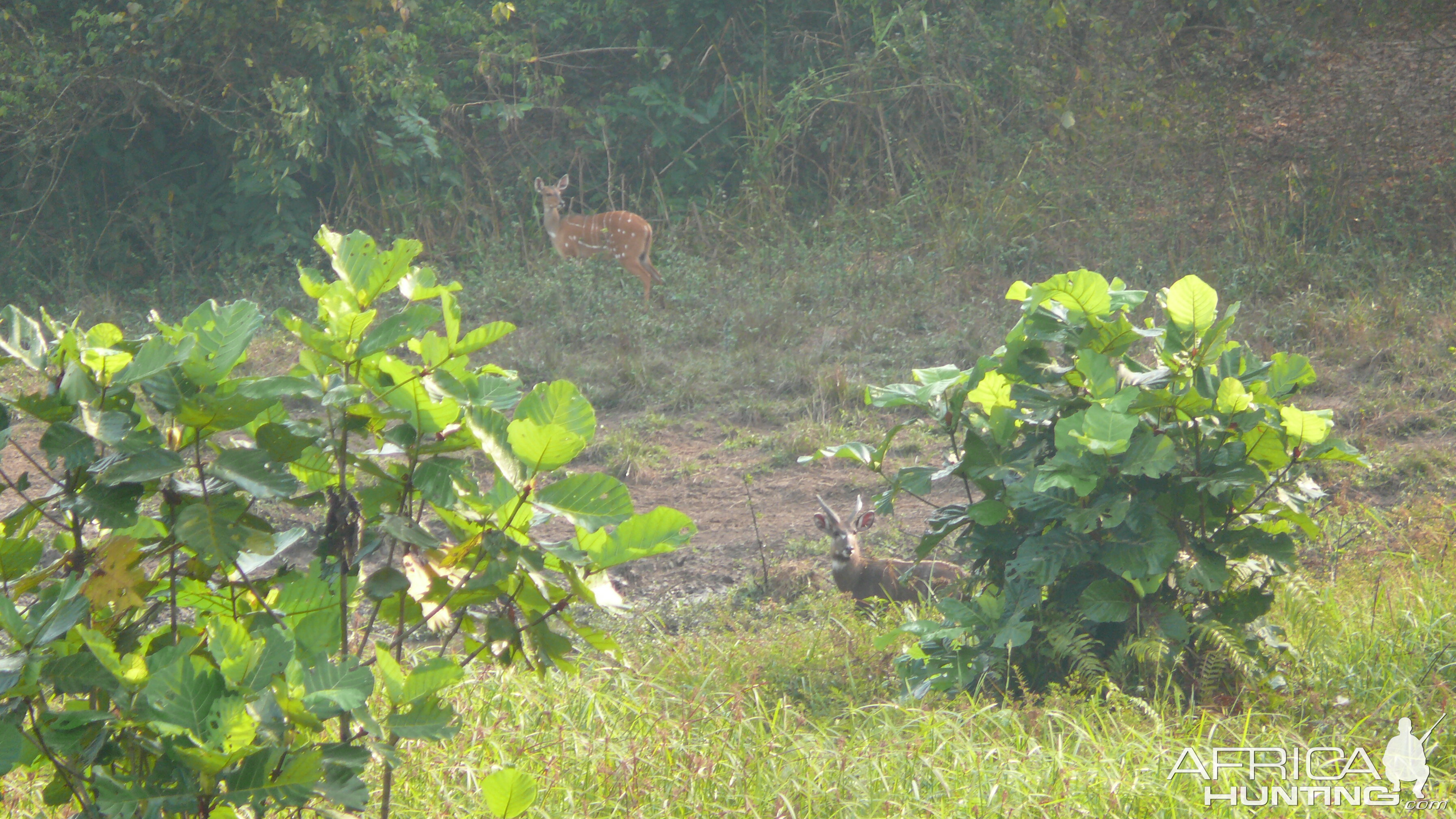 Harnessed Bushbuck in Central African Republic