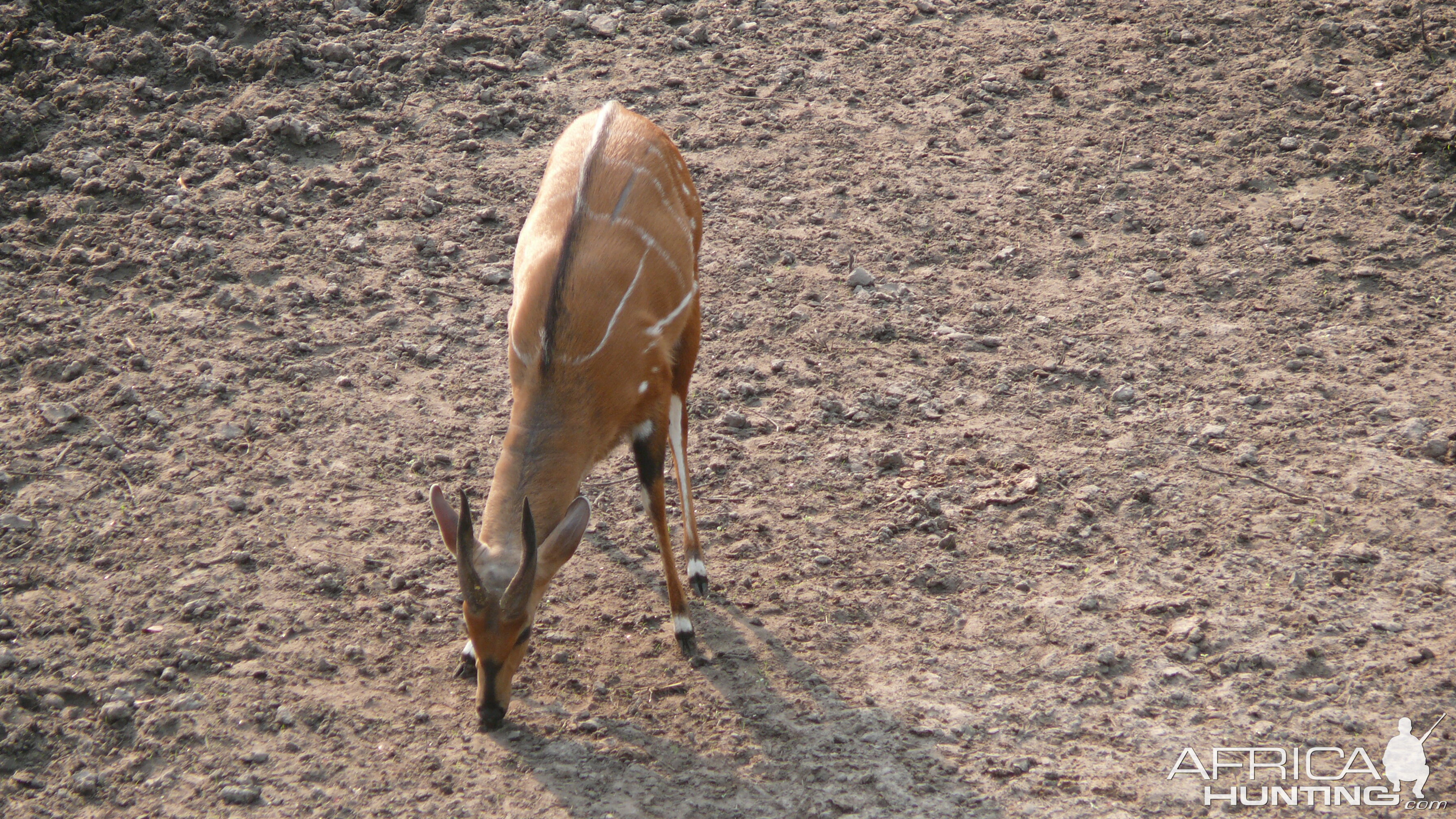 Harnessed Bushbuck in Central African Republic