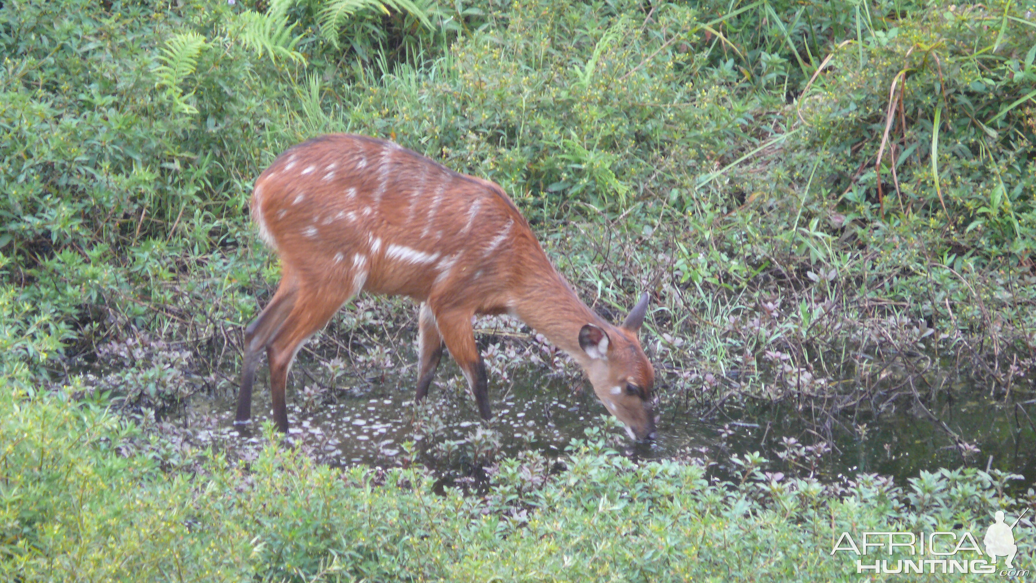 Harnessed Bushbuck in Central African Republic