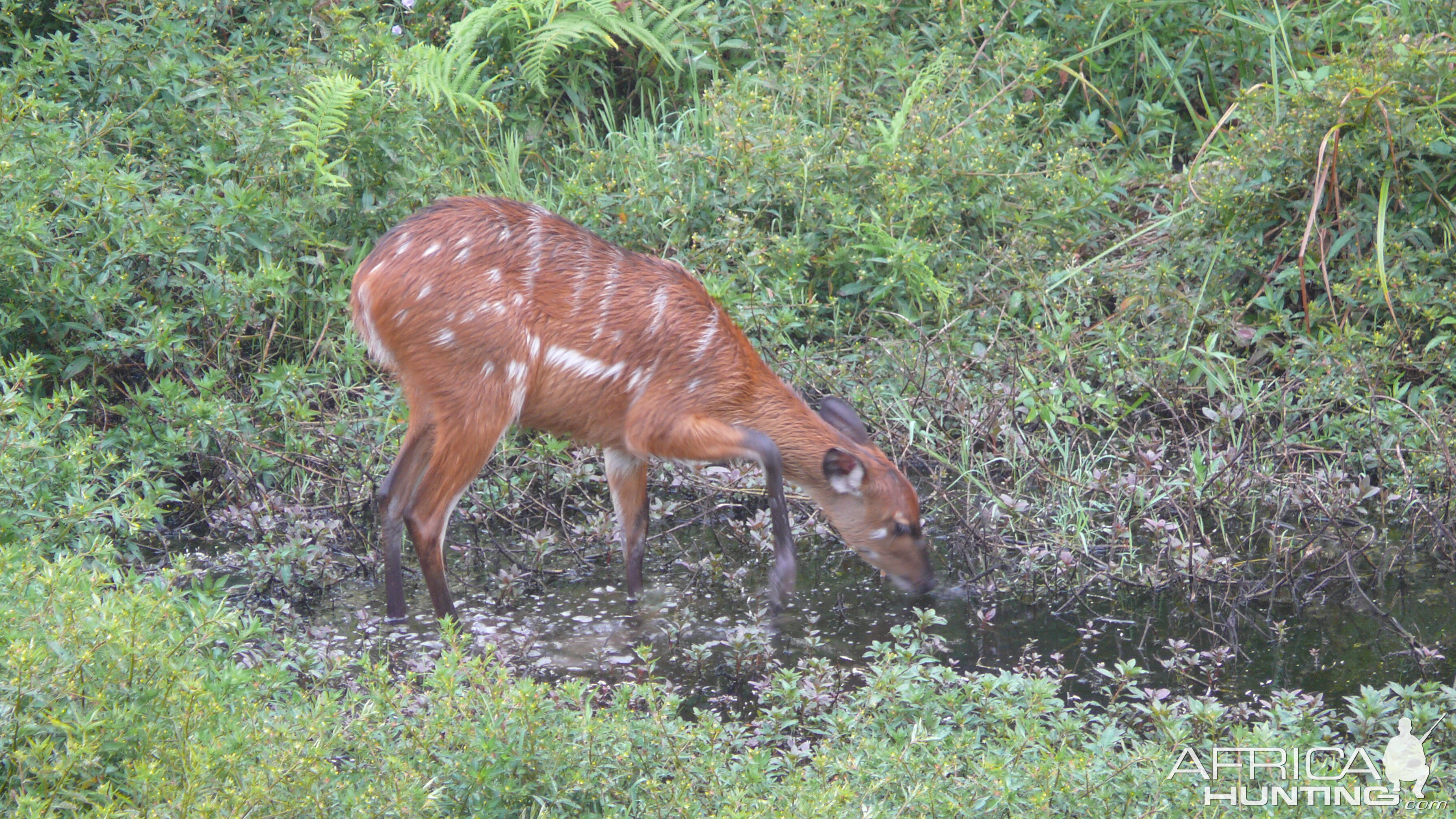 Harnessed Bushbuck in Central African Republic