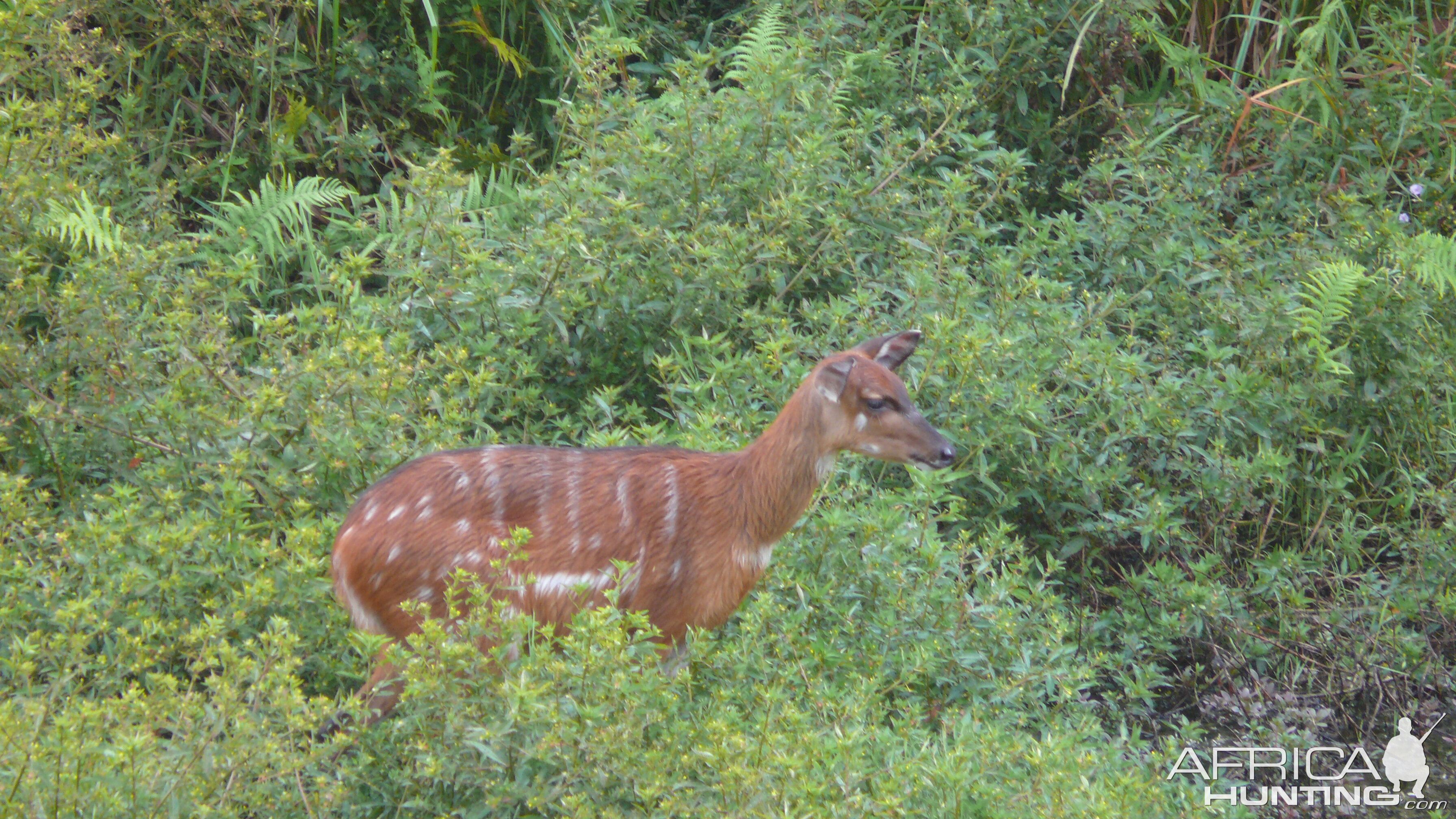 Harnessed Bushbuck in Central African Republic