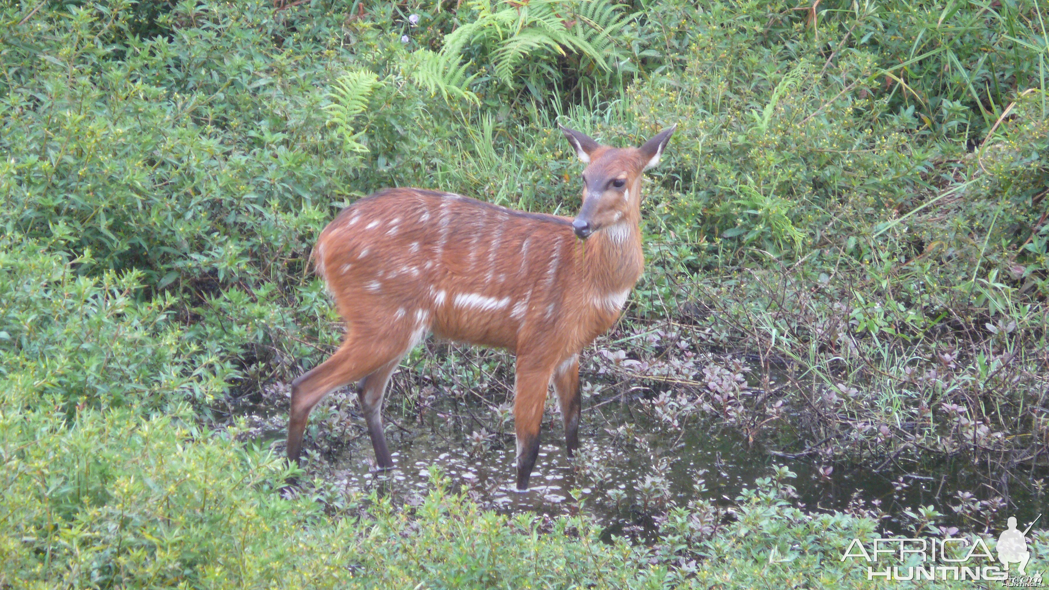 Harnessed Bushbuck in Central African Republic